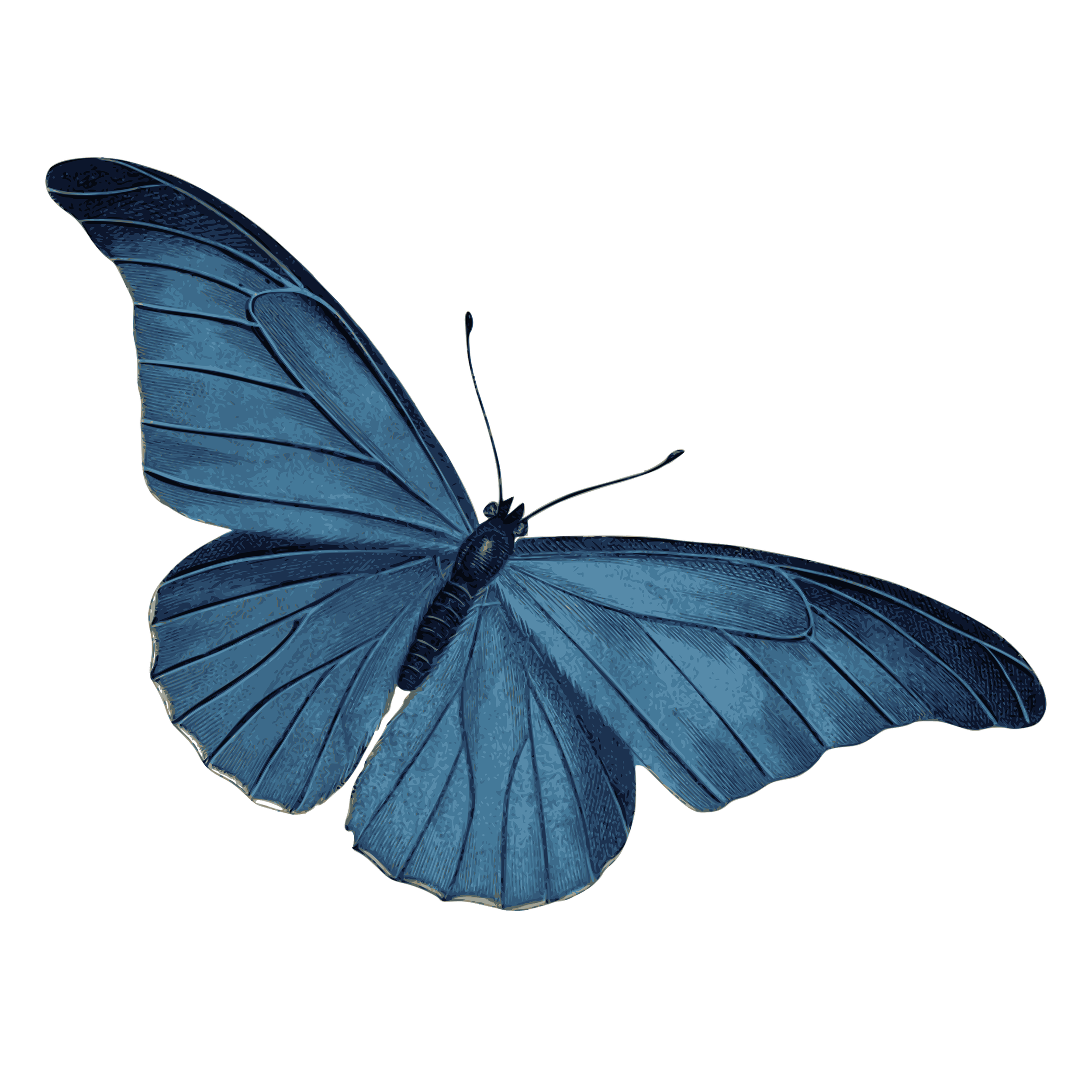 A detailed illustration of a blue butterfly with open wings against a black background.