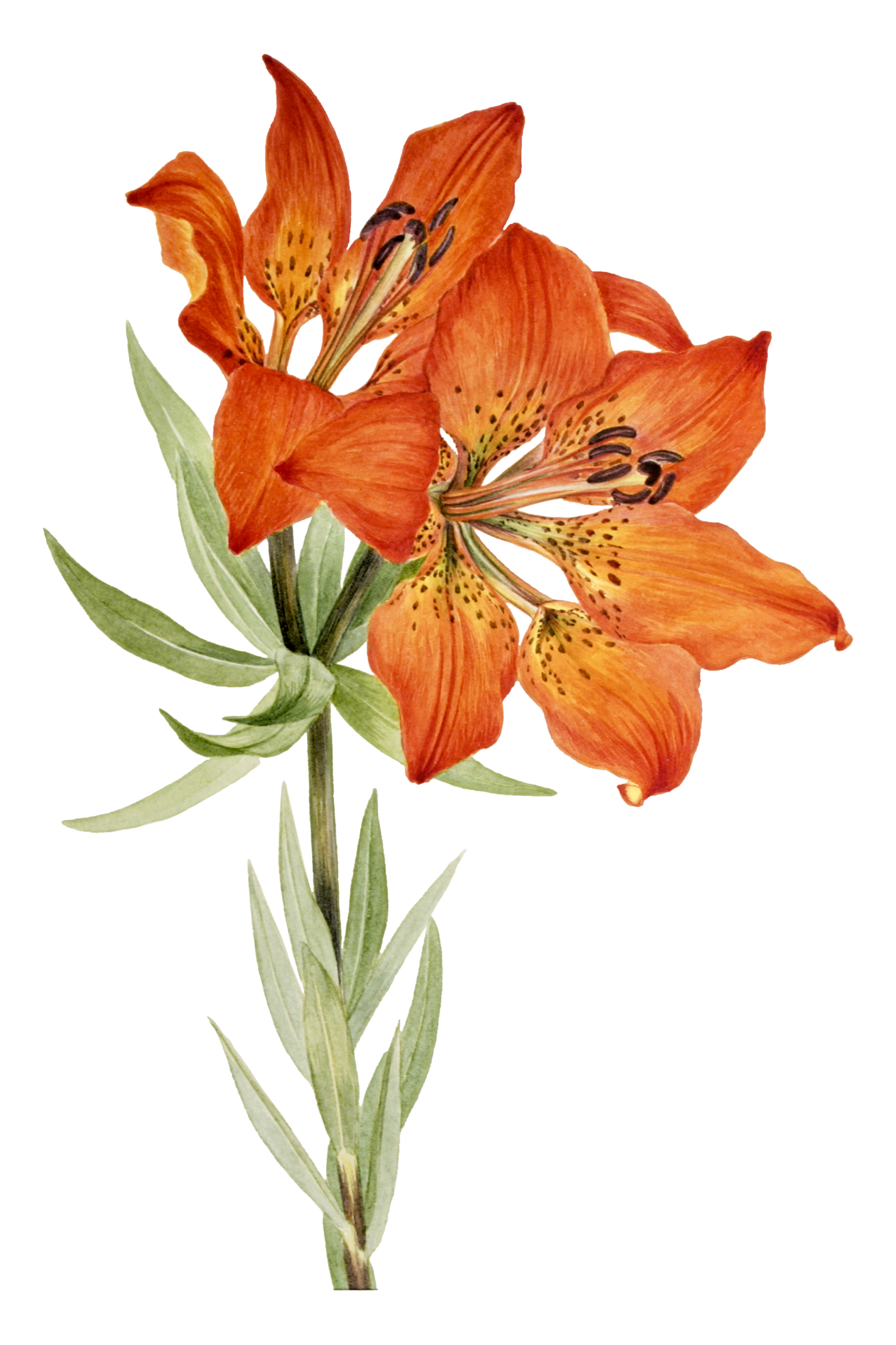 A bunch of orange lilies with green leaves.