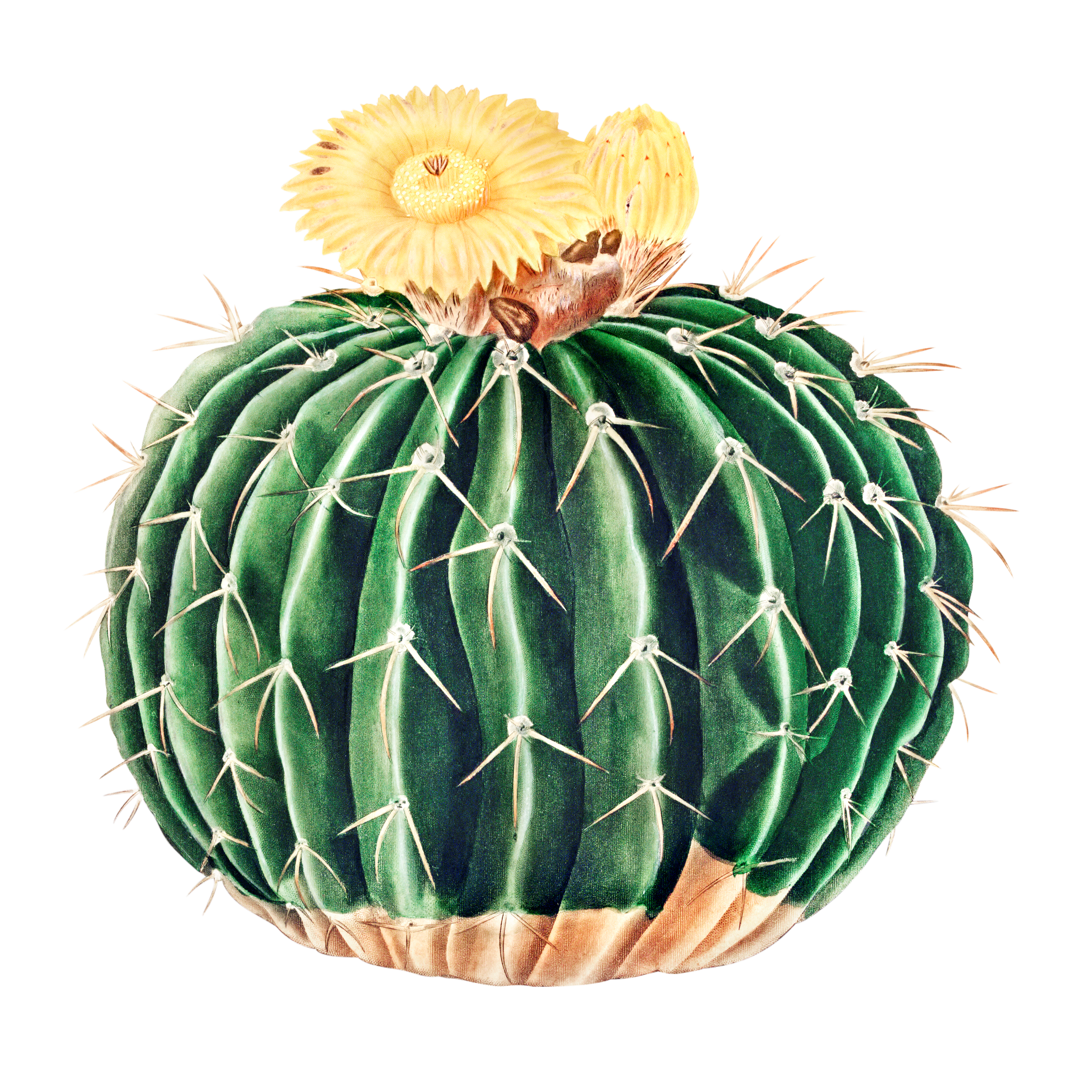 A green cactus with sharp ribs topped with yellow flowers.