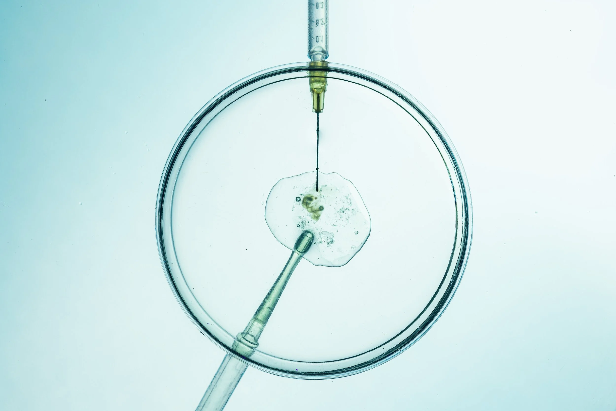A laboratory scene with a pipette inserting a substance into a single cell or embryo inside a petri dish.