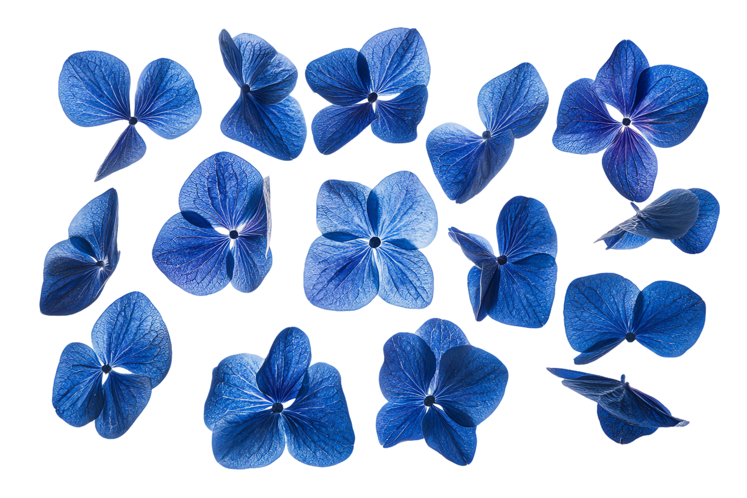 Collection of blue morning glory flowers with veined petals.