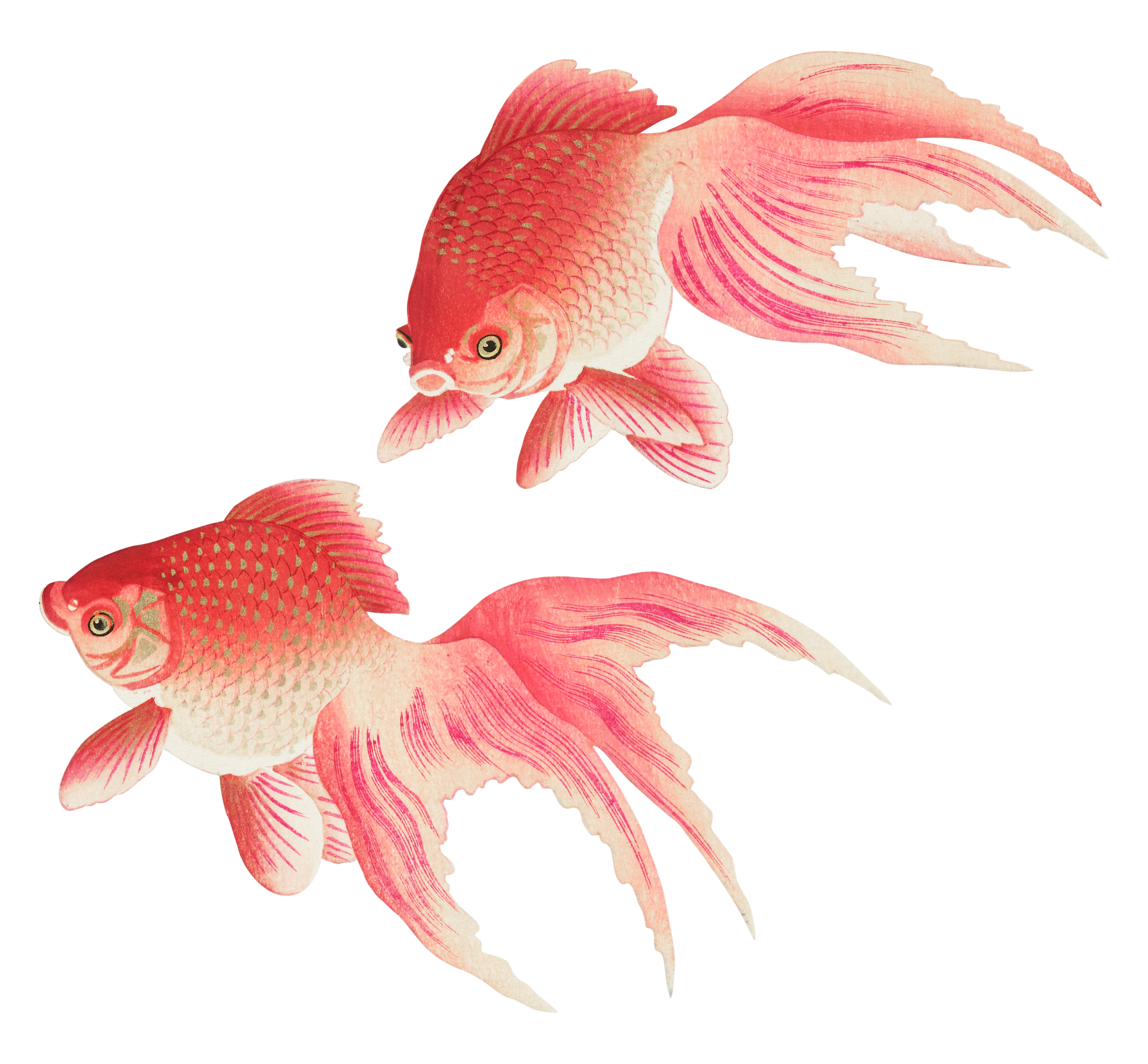Two pink and white goldfish with flowing fins and scales swimming against a transparent background.