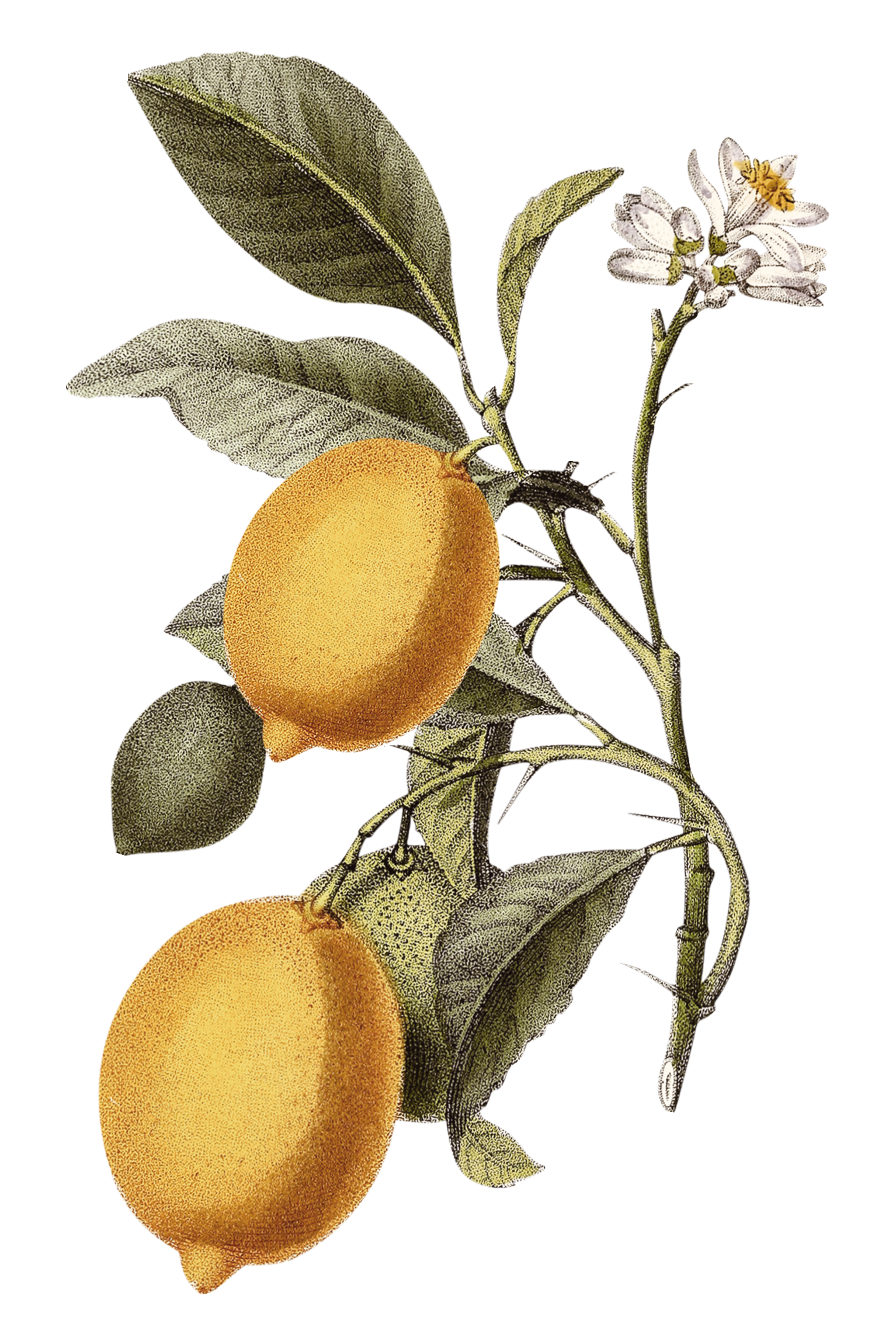 Illustration of a lemon tree branch with two ripe lemons, green leaves, and small white flowers.