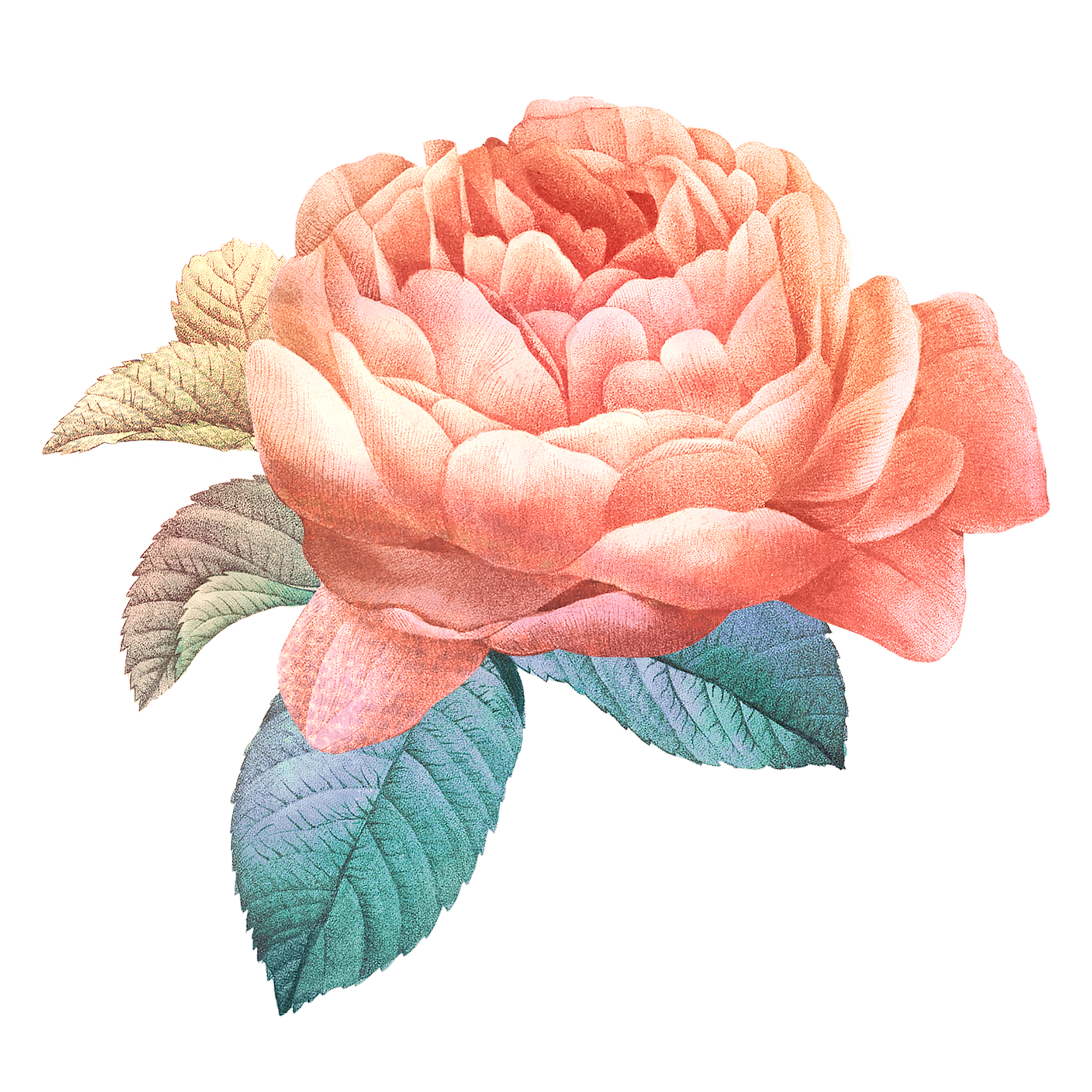 A detailed illustration of a pink rose with green leaves.