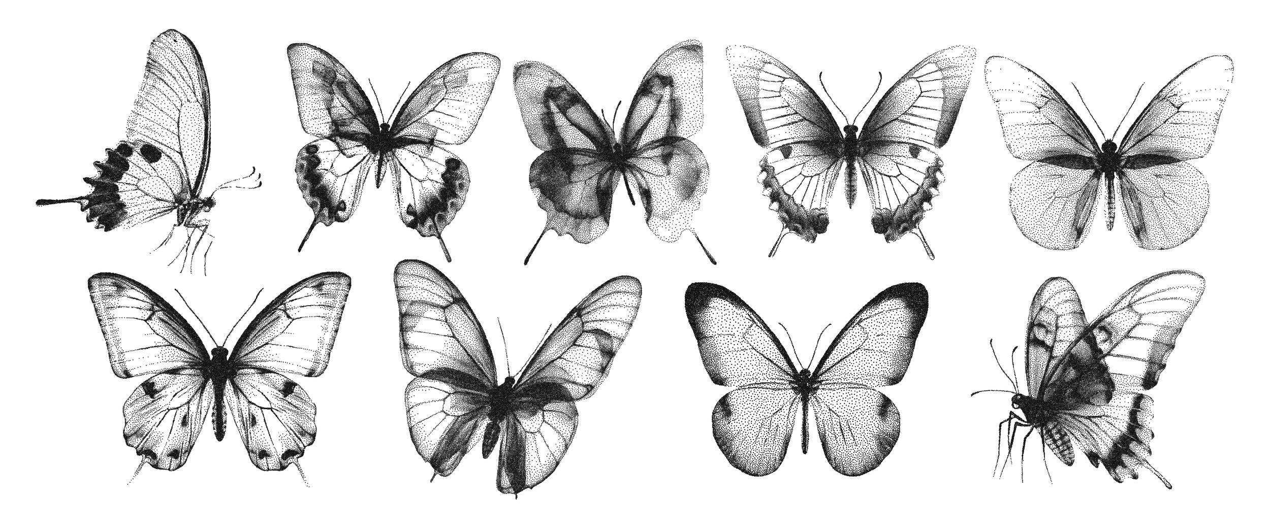 Black and white illustration of twelve different butterfly species arranged in three rows, showcasing various wing patterns and symmetry.