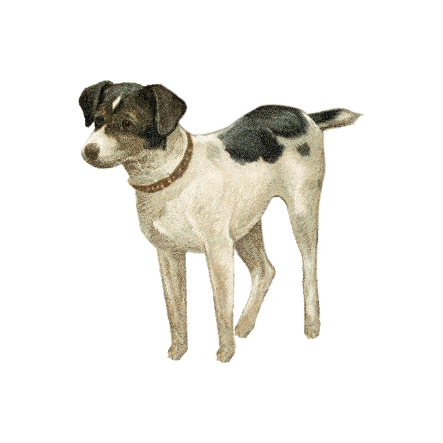 A young dog with a black and white coat, standing on grass, wearing a brown collar.