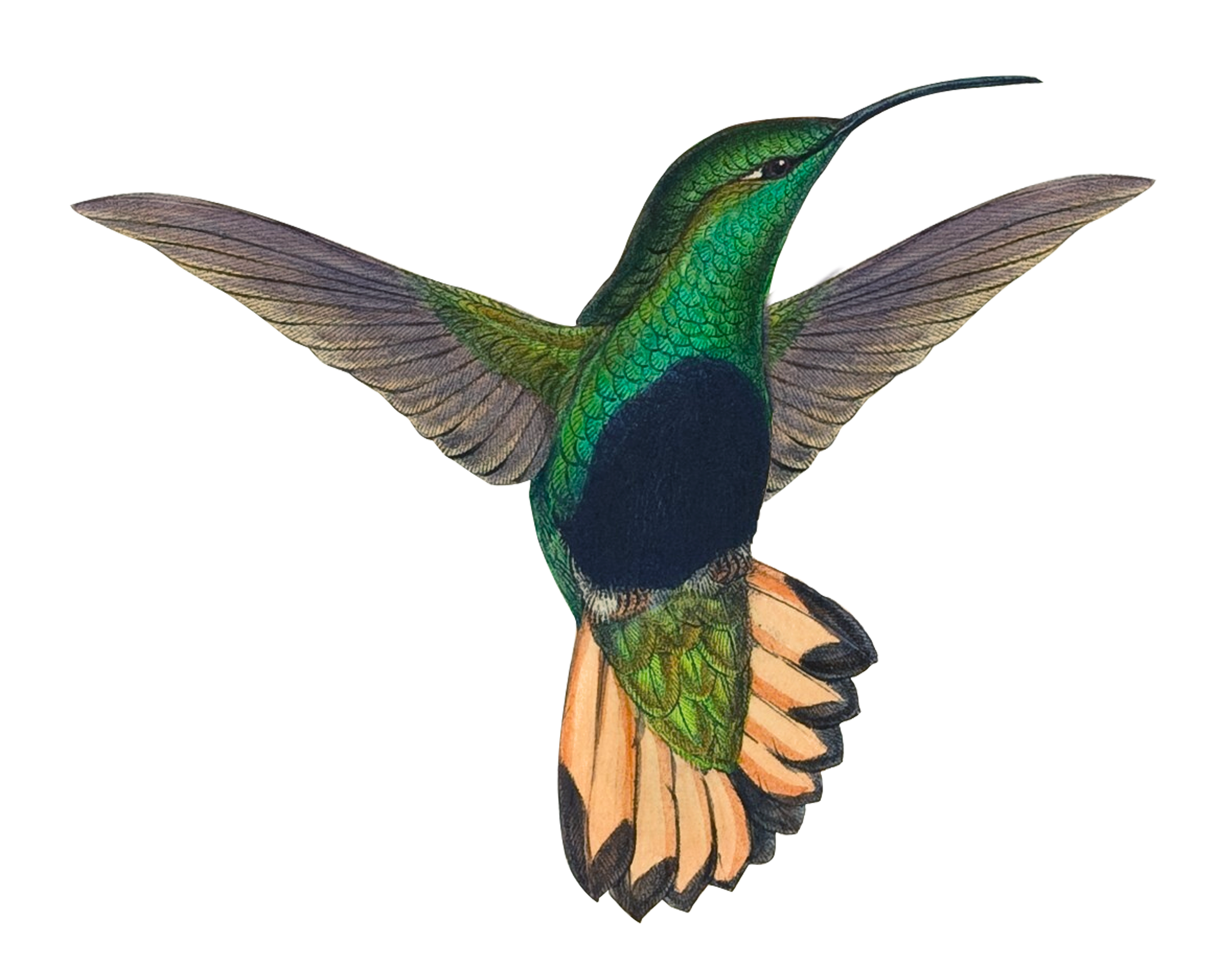 Colorful hummingbird with green, blue, and orange feathers hovering in midair.