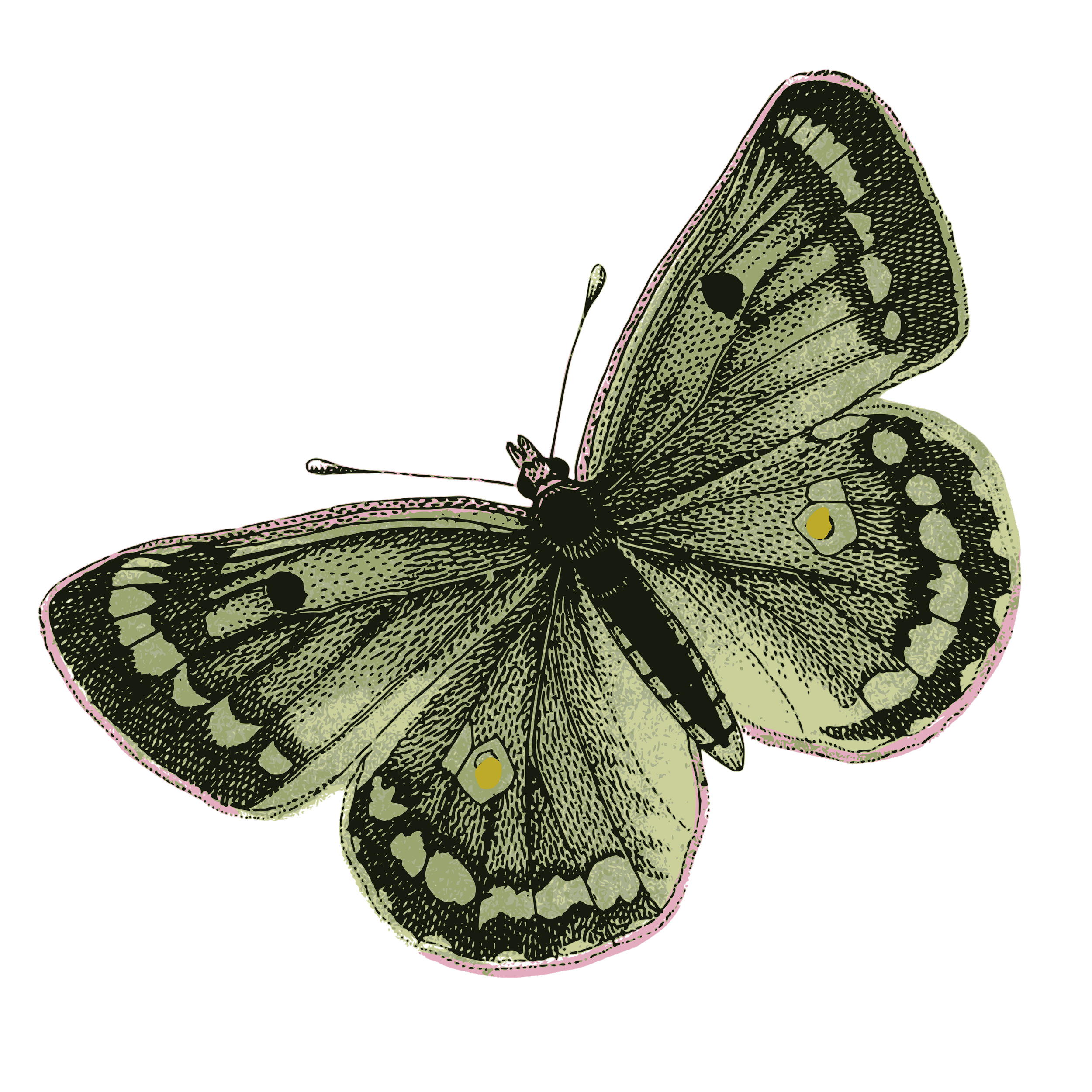 Illustration of a butterfly with light green wings and black markings, pink edges, and small yellow spots, set against a black background.