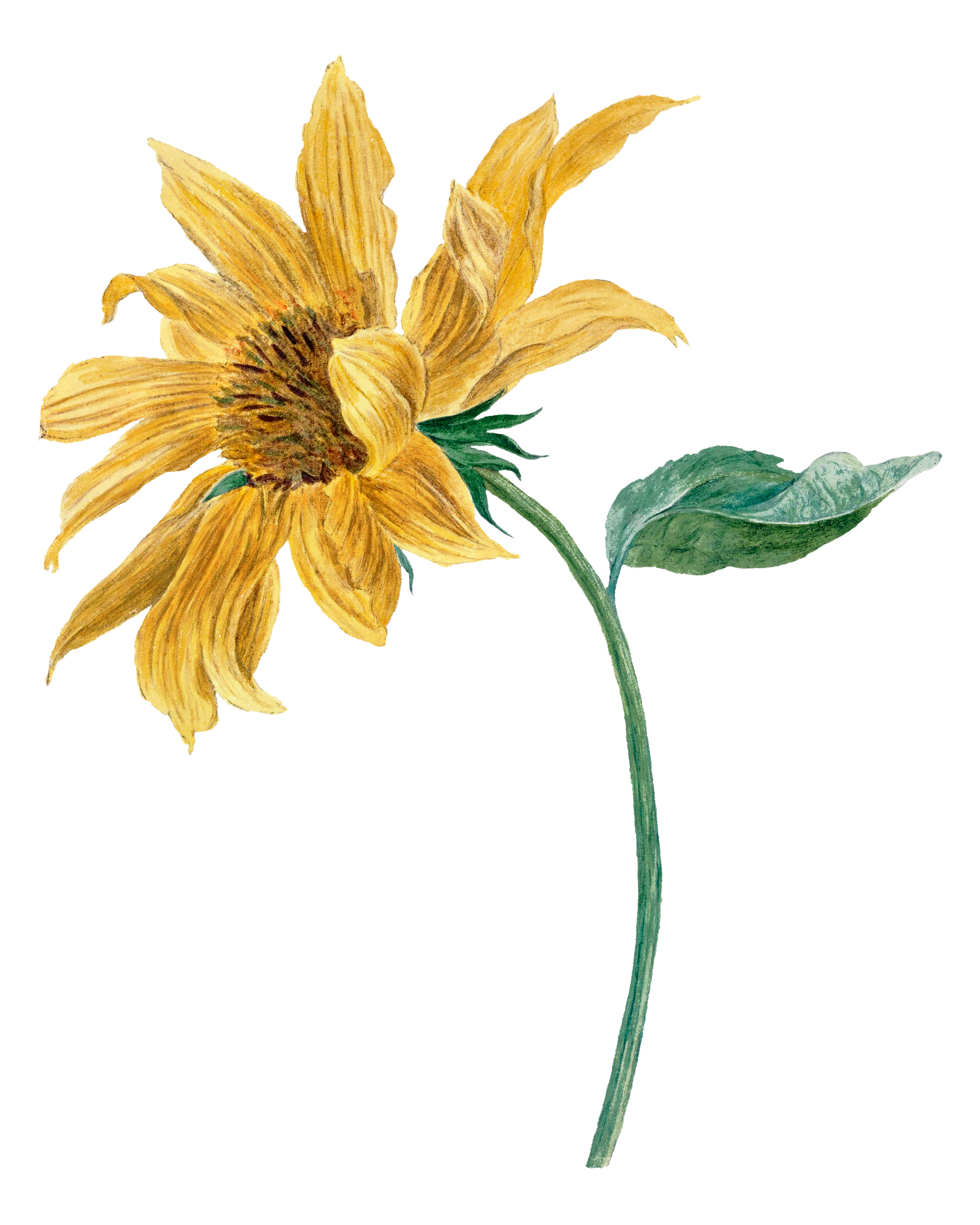 A watercolor painting of a wilted, yellow sunflower with green leaves on a black background.