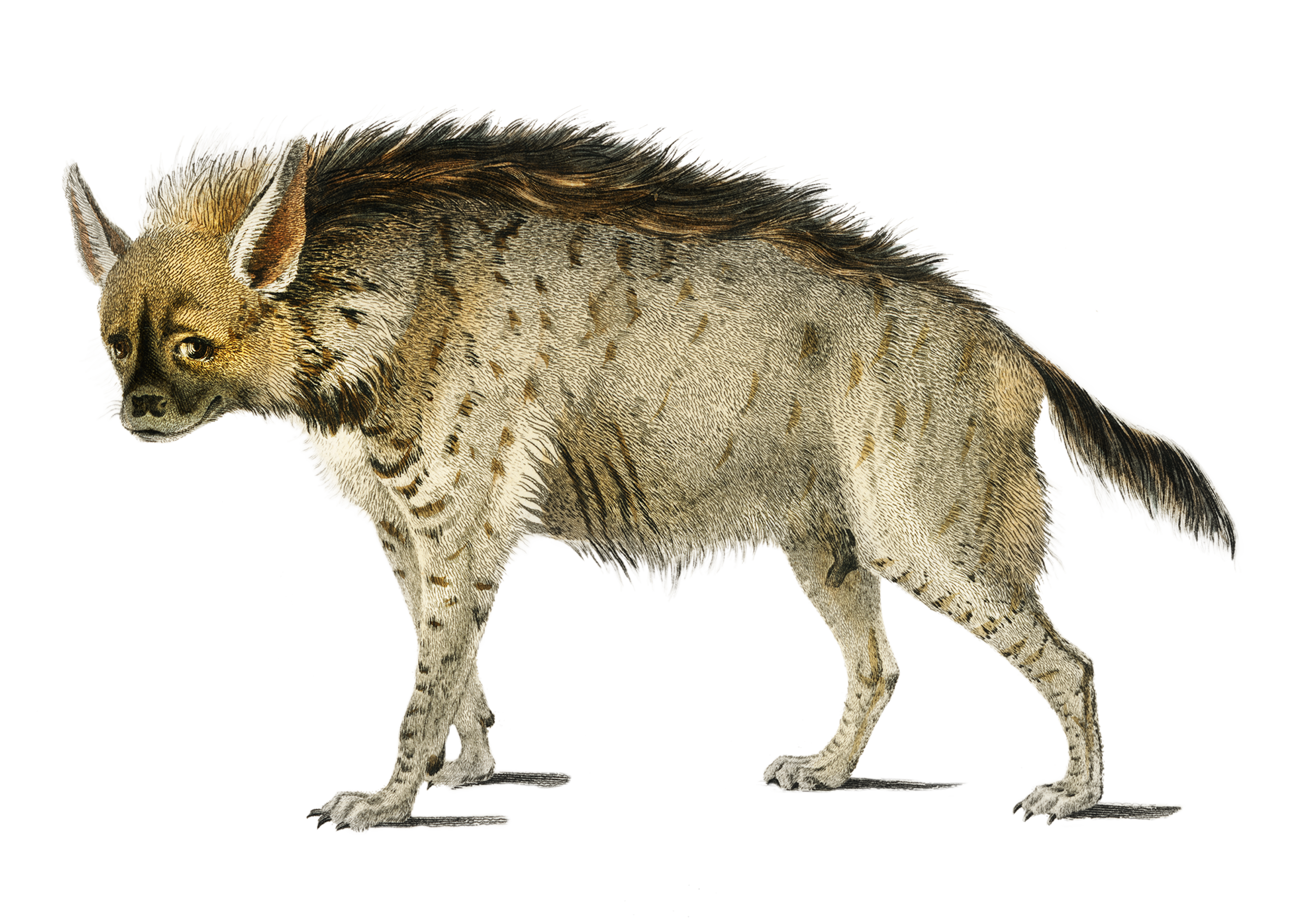 A creature with the body of a hyena and the head of a cheetah.