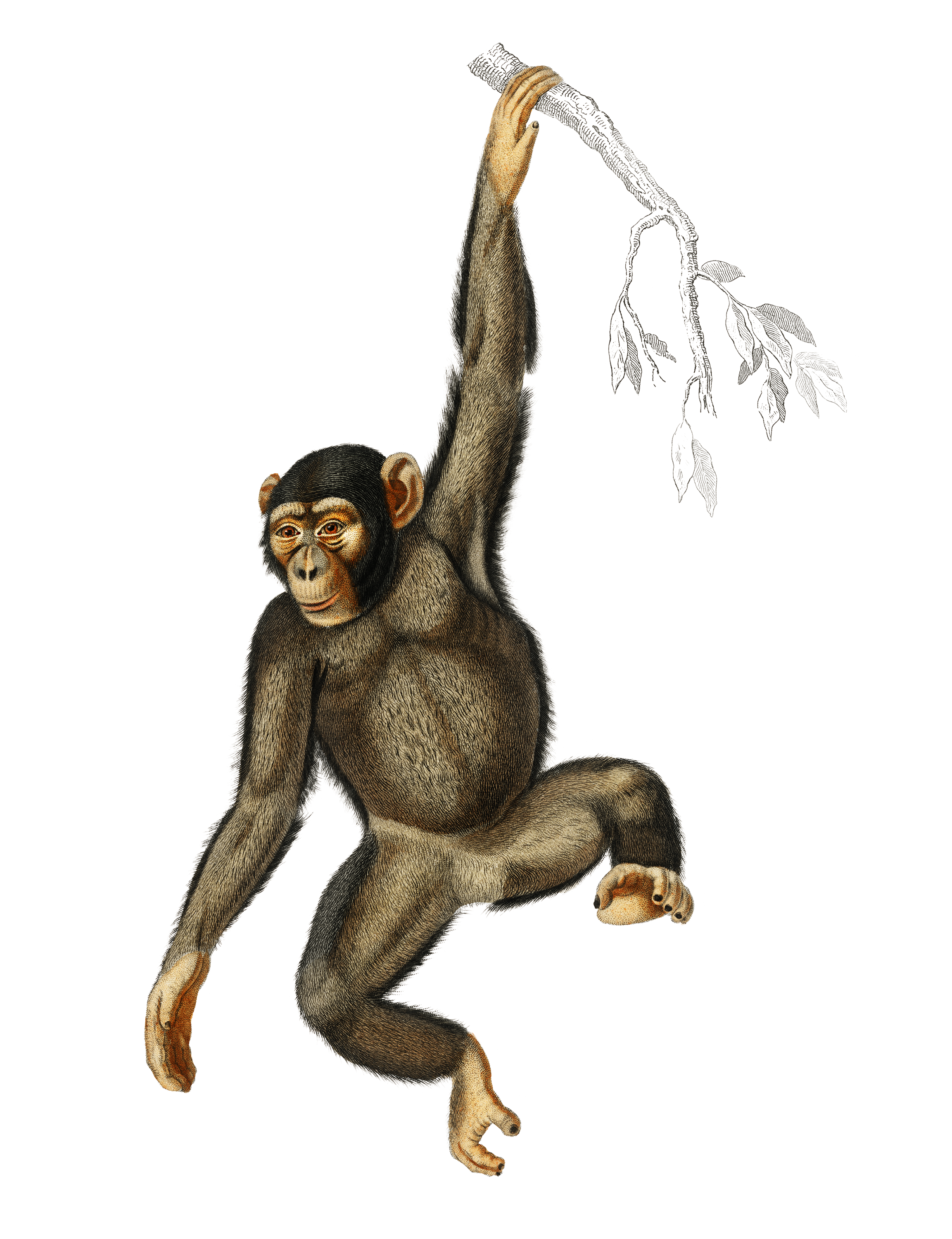 Illustration of a young chimpanzee hanging from a tree branch, with a detailed facial expression and body fur.