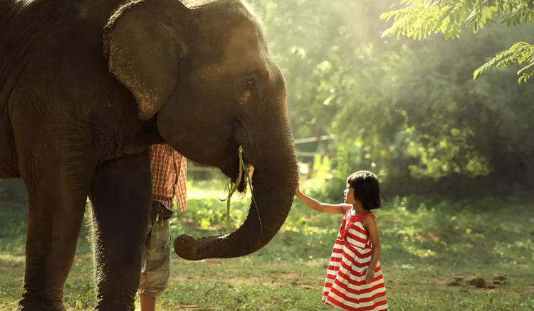 Sri Lanka a Capodanno: Iniziare il nuovo anno tra foresta, meditazione, ayurveda e mare.