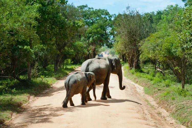 Wilpattu+National+park.webp