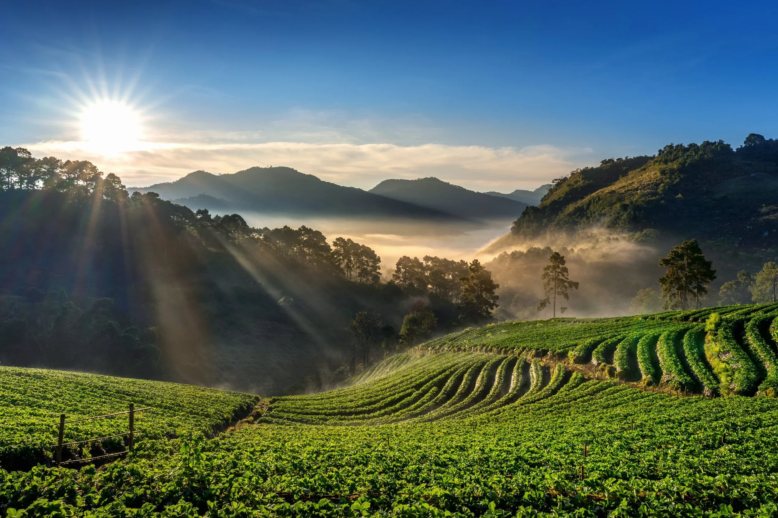 beautiful-strawberry-garden-sunrise-doi-ang-khang-chiang-mai-thailand.webp