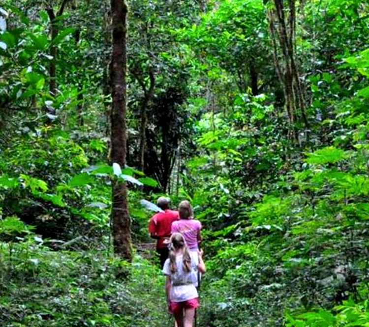 Sinharaja_Hiking_Optimized.webp