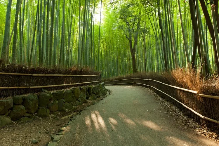 famous-bamboo.webp