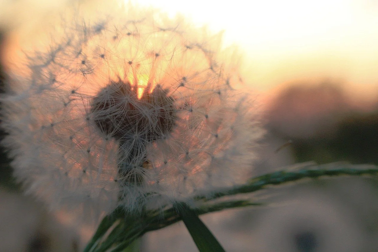 En dandelion-have i solnedgangen med en smuk orange og gul himmel i baggrunden.