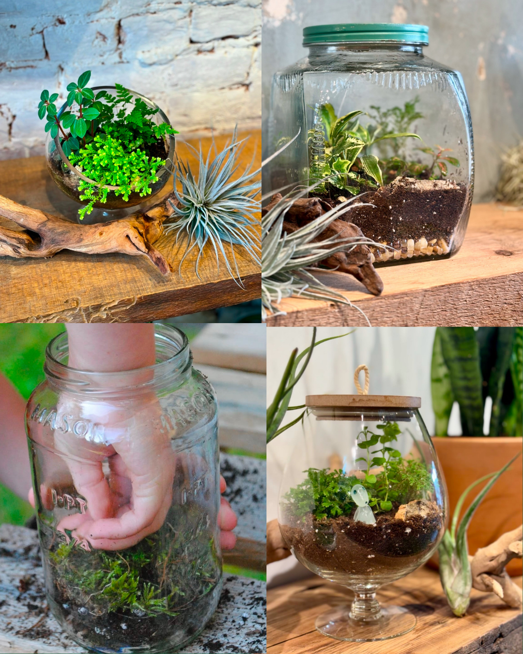 Bella Vista 926 Upcycled Terrarium Workshop  (1).png