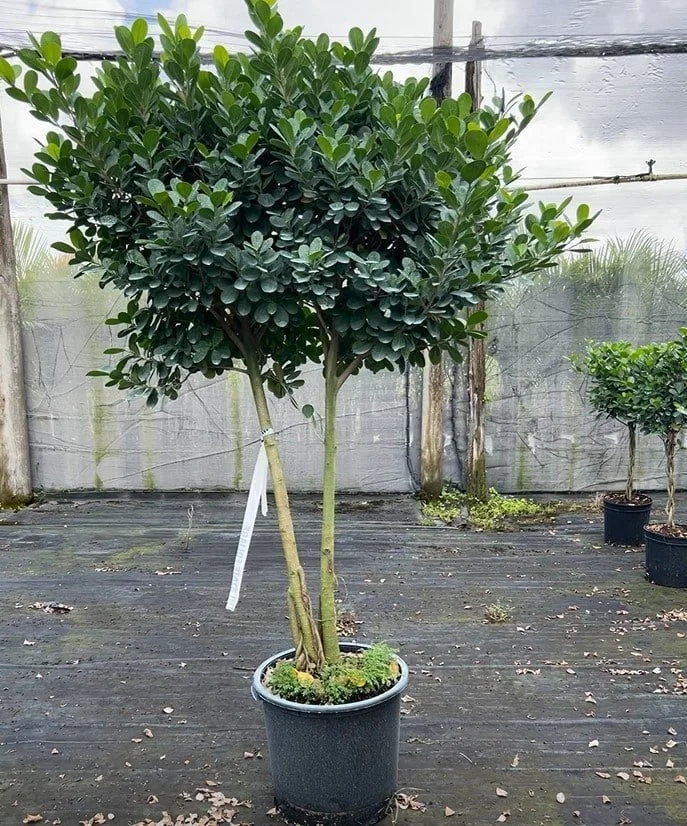 17" Ficus Daniella
