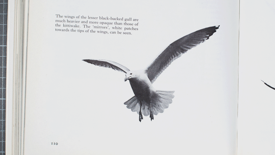 Birds.gif