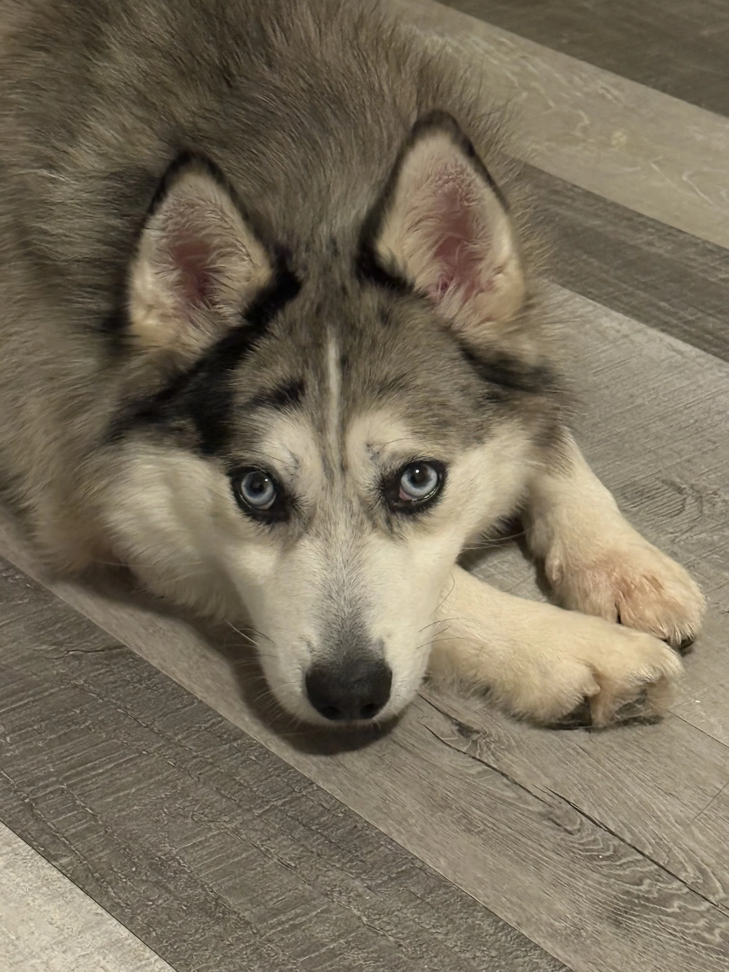 AKC Title Testing