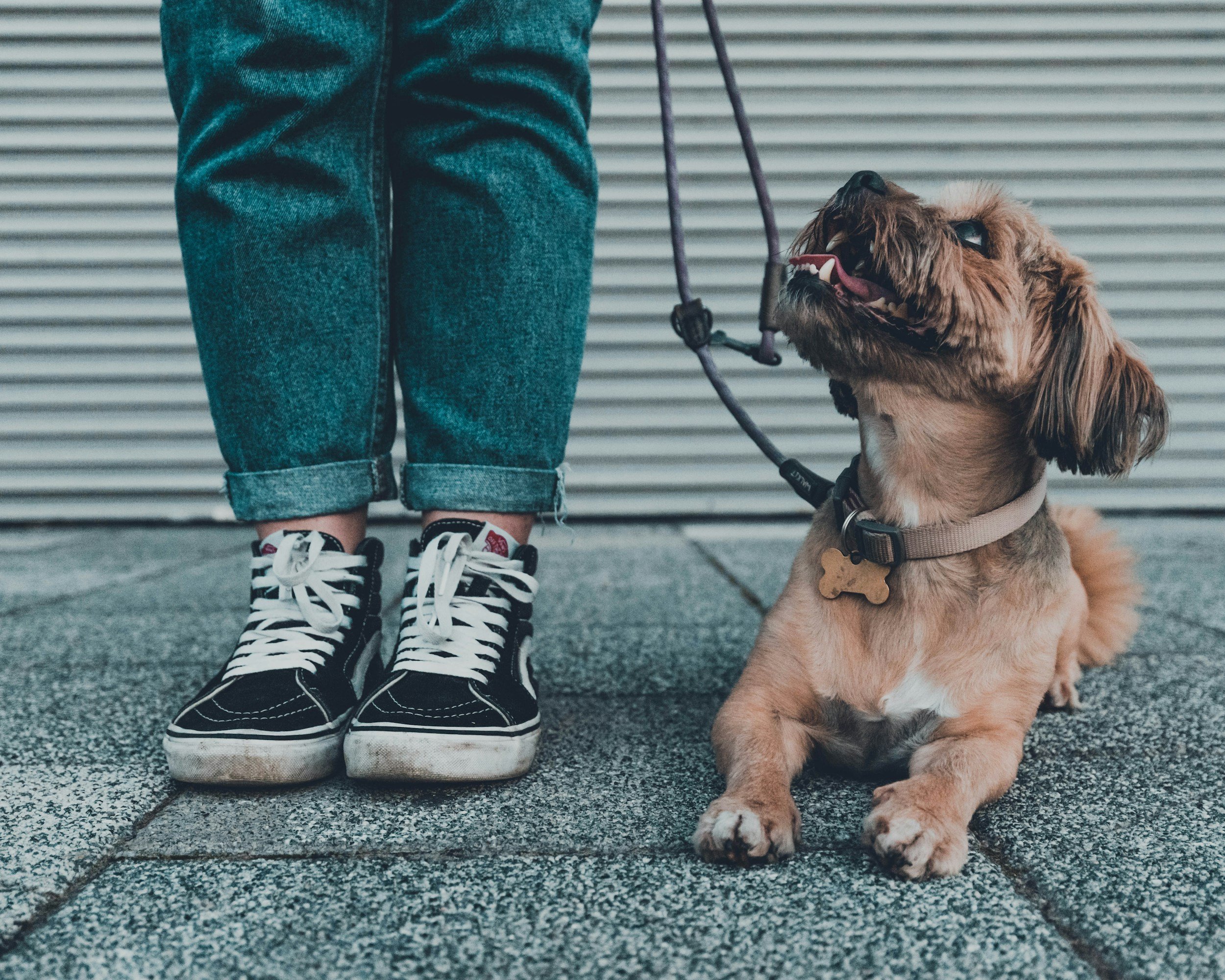 Person standing next to a golden brown dog with a leash, sitting on a sidewalk with a corrugated metal wall in the background, wearing jeans and sneakers.