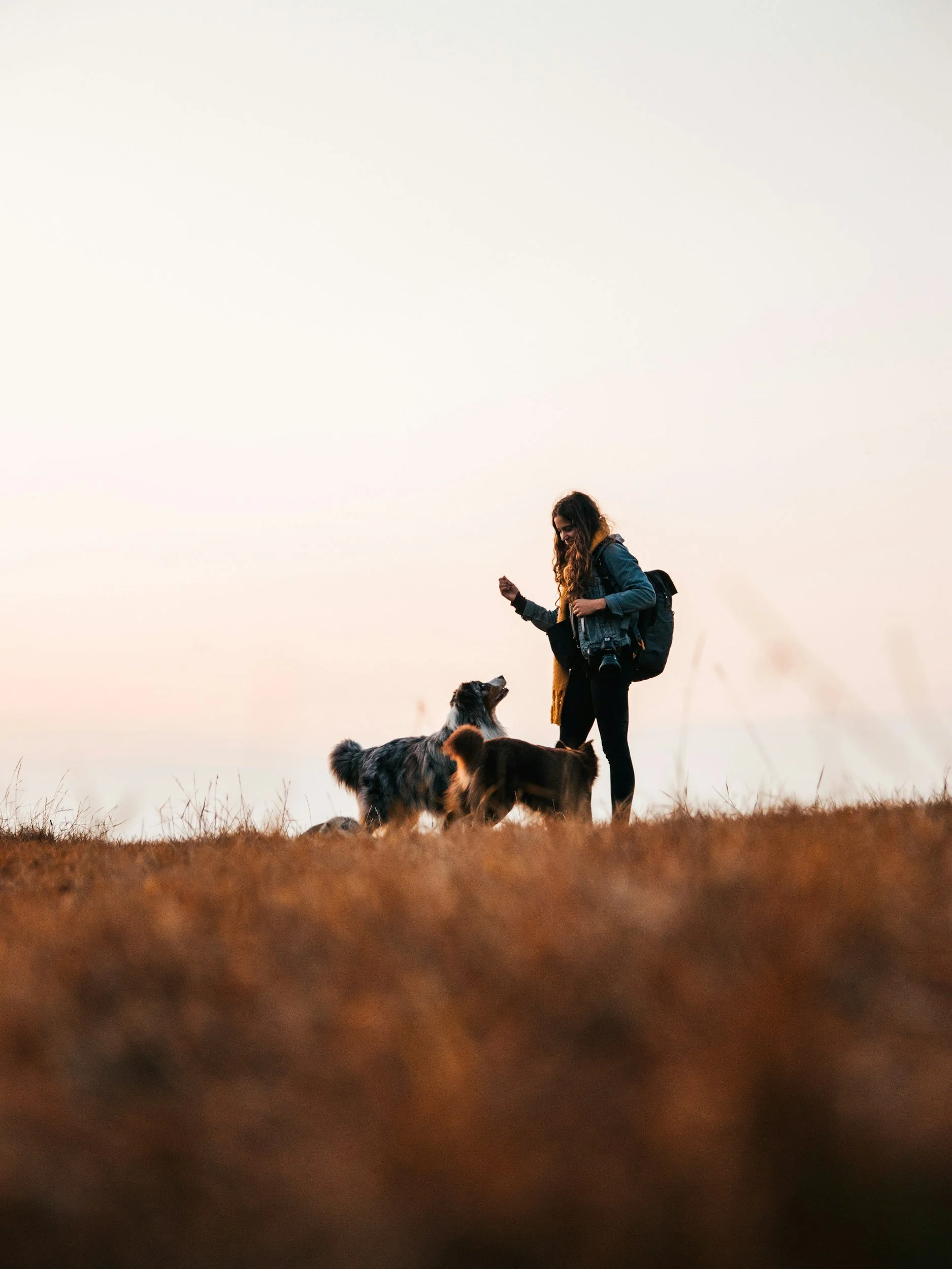 A young woman with long hair, wearing a blue jacket and carrying a backpack, is standing outdoors on a grassy field with three dogs. The woman is looking down and appears to be interacting with the dogs during sunset or sunrise.