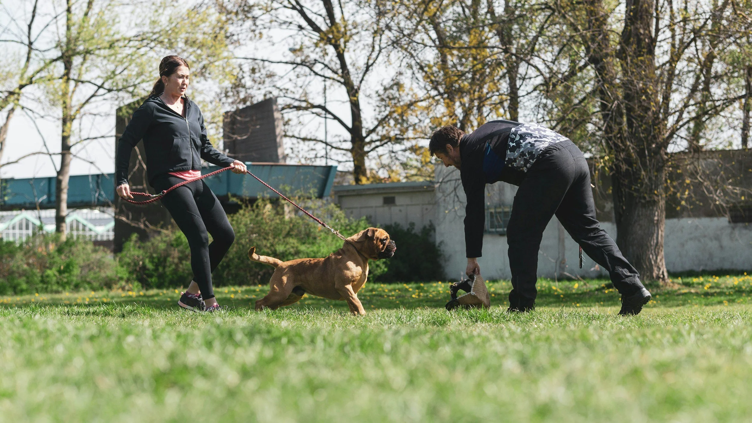 Two people training a large brown dog in a park surrounded by trees and grass.