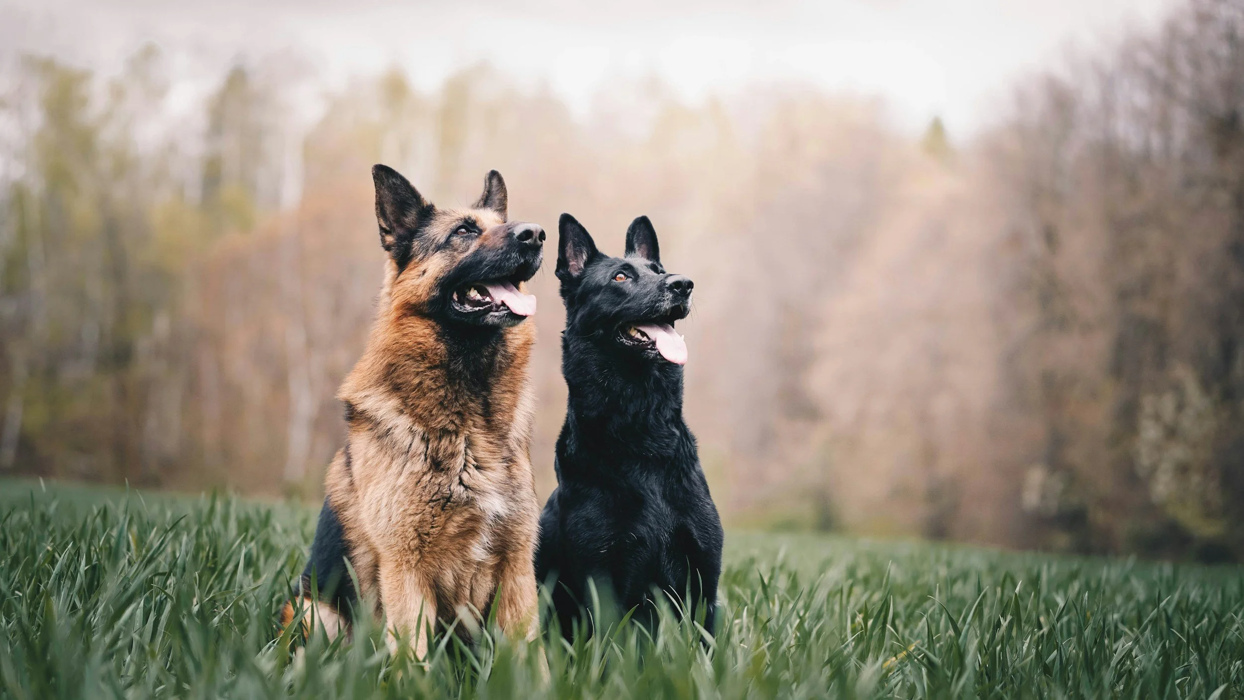Two German shepherd dogs sitting on grass in a park with trees in the background, looking upward with their tongues out.