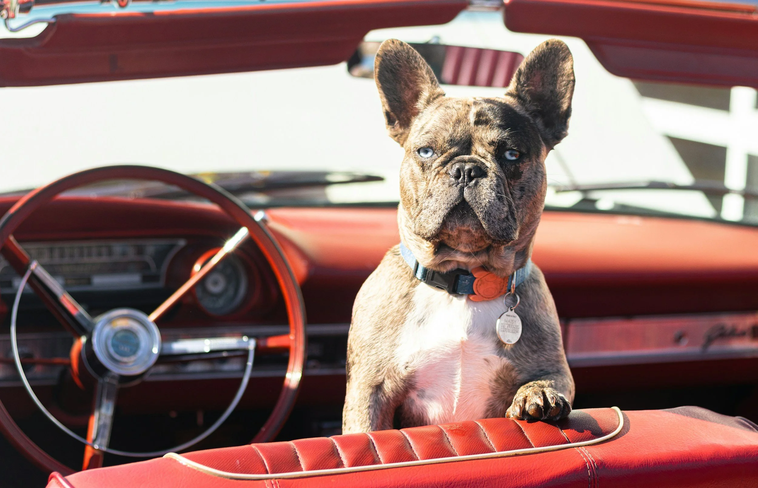 A brindle French Bulldog with blue eyes sitting on the red leather seat of a vintage car, with the car's red interior and steering wheel visible in the background.