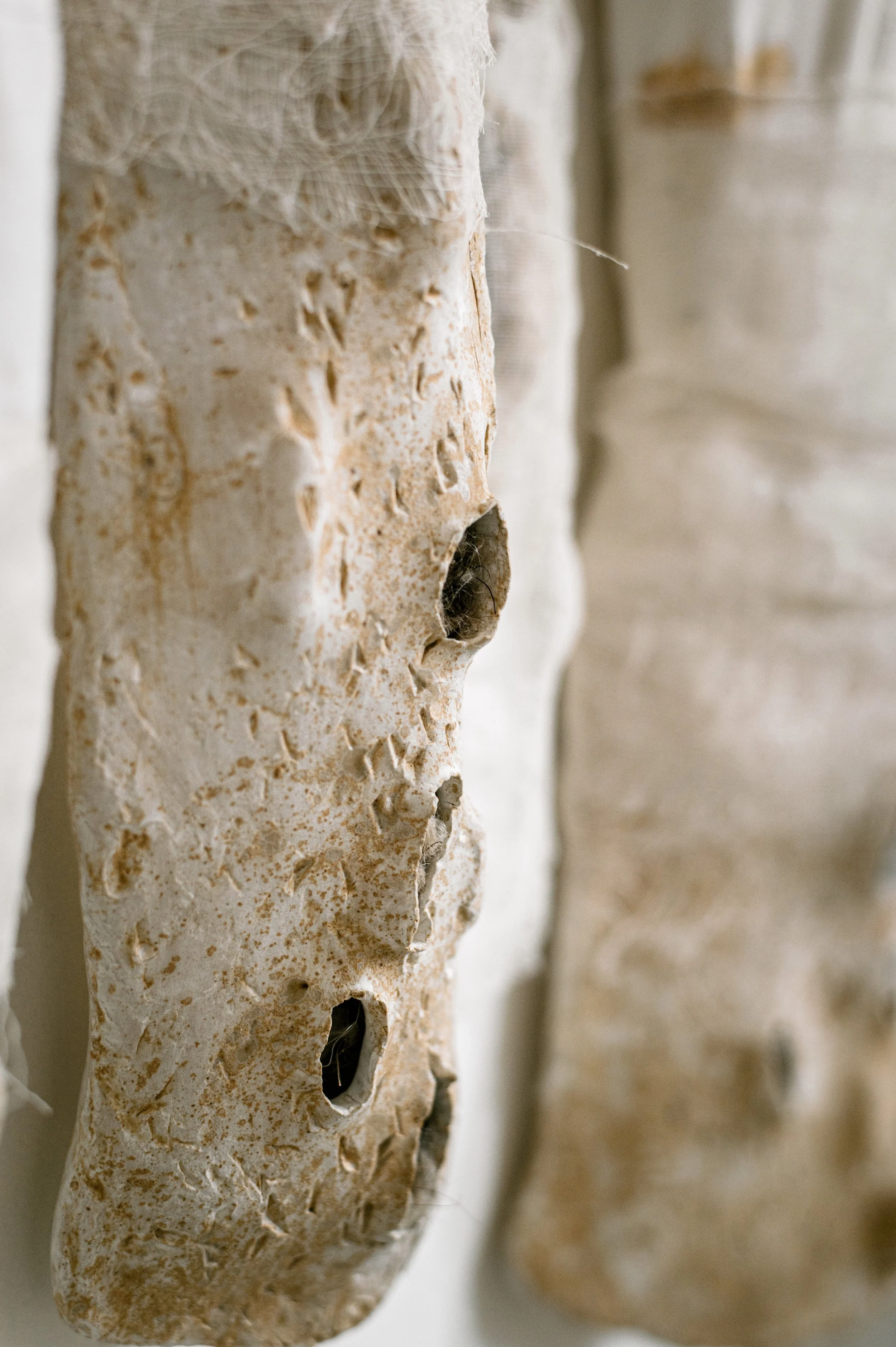 Maquettes de crânes en plâtre à différents stades de fabrication, avec des trous et des imperfections.