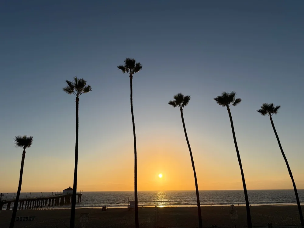 Palm trees at sunset in Manhattan Beach, California