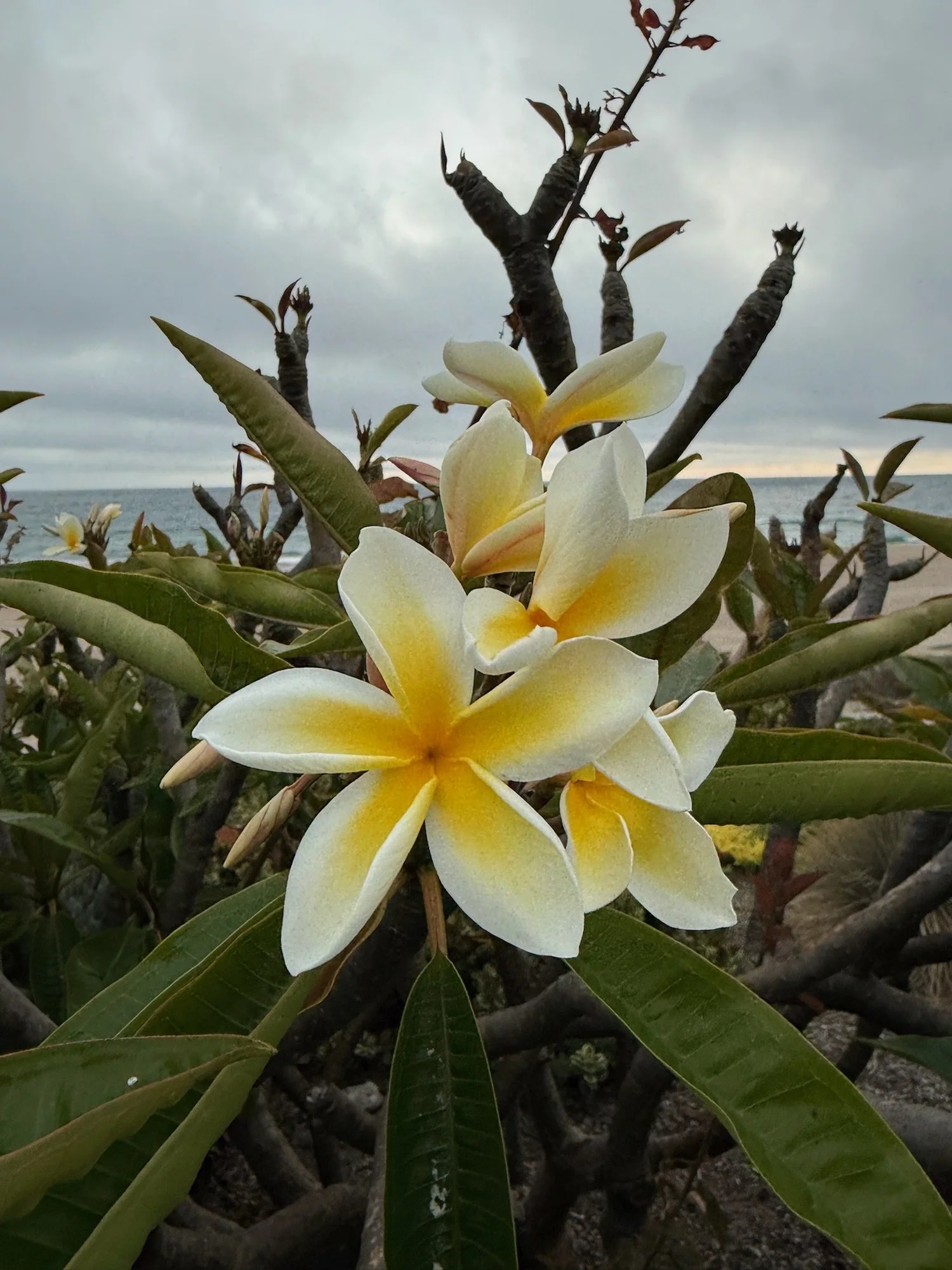 Plumeria flowers by the ocean