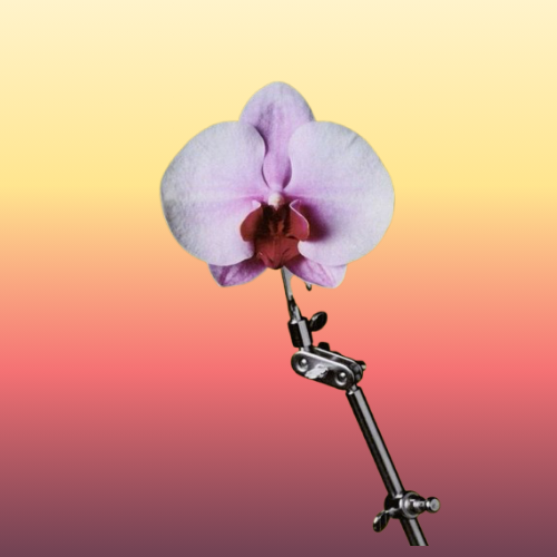 A pink and white orchid flower attached to a metal stand against a gradient background from yellow to pink.