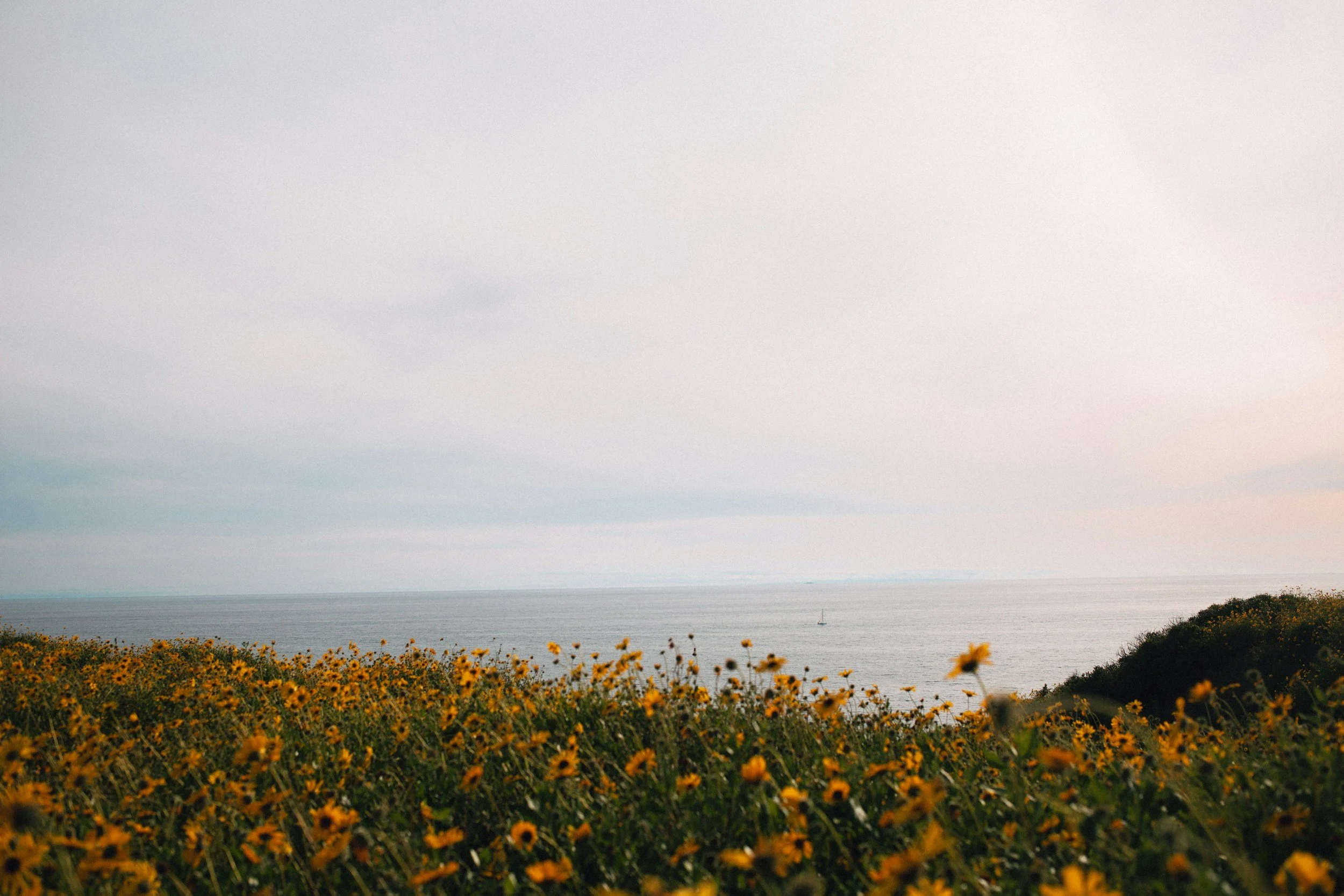 A coastal landscape with a field of yellow flowers in the foreground, a body of water in the middle, and a cloudy sky overhead.