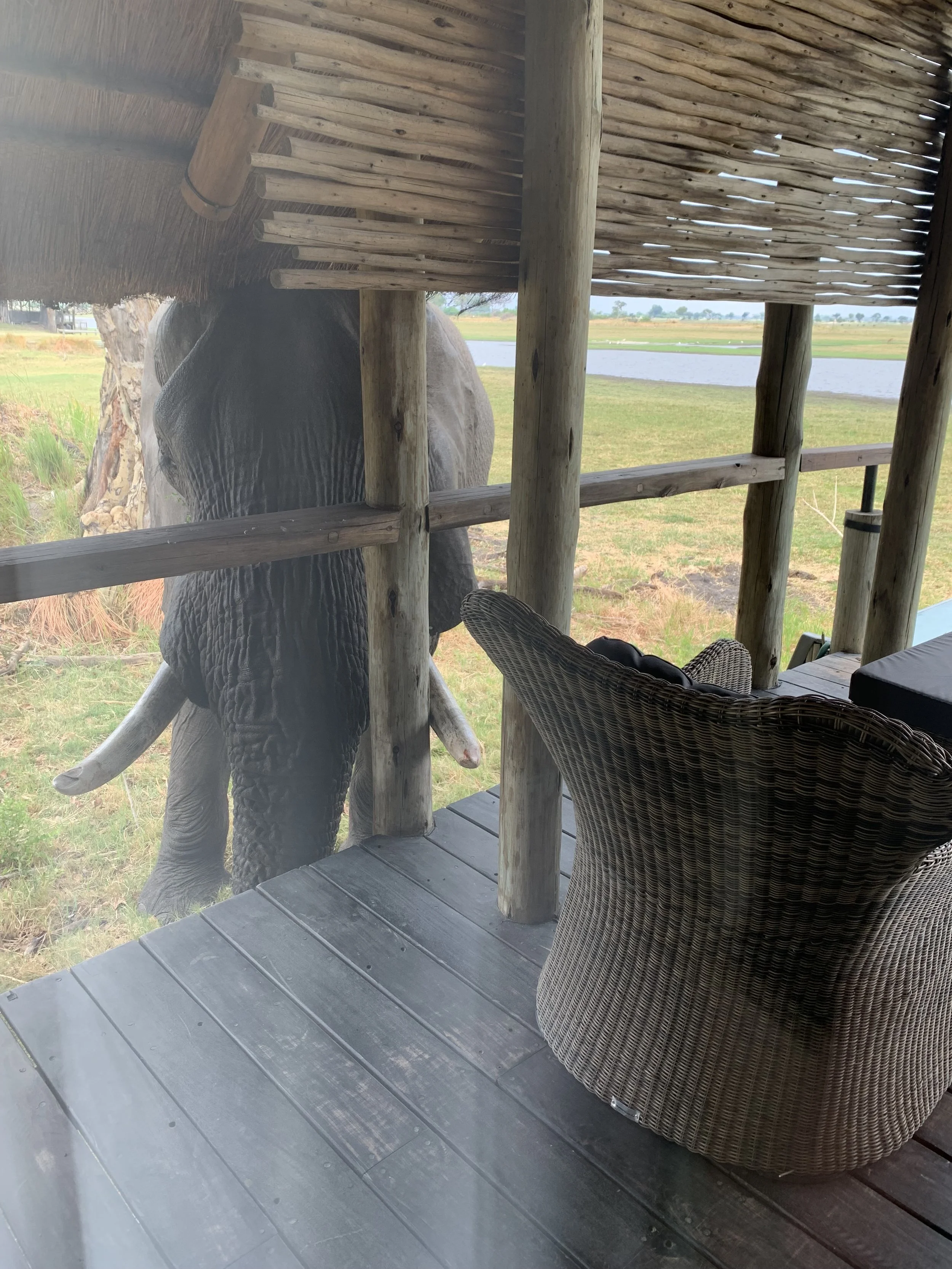 planning a Safari Honeymoon
