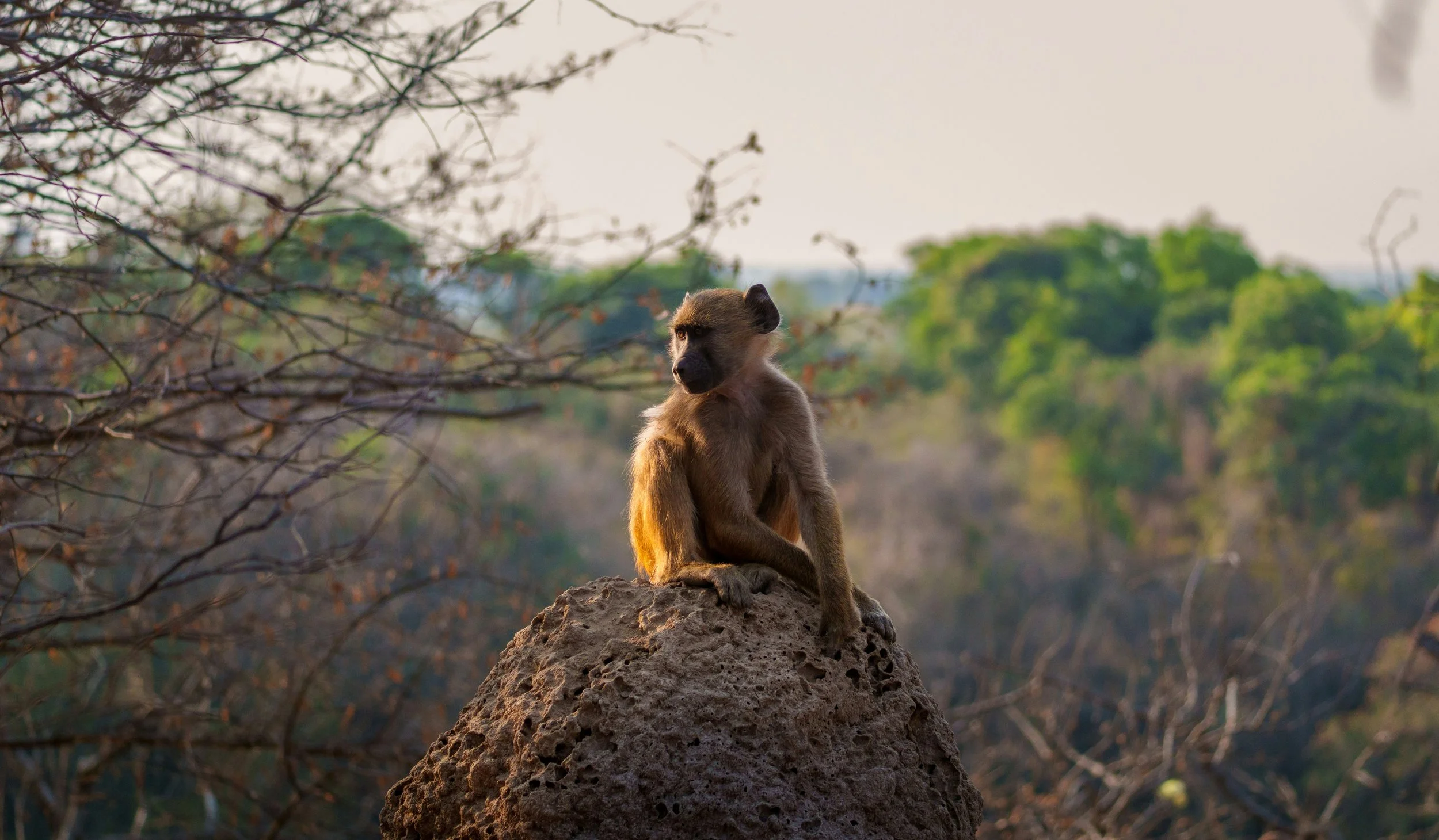 How Much Does A Safari Honeymoon Cost