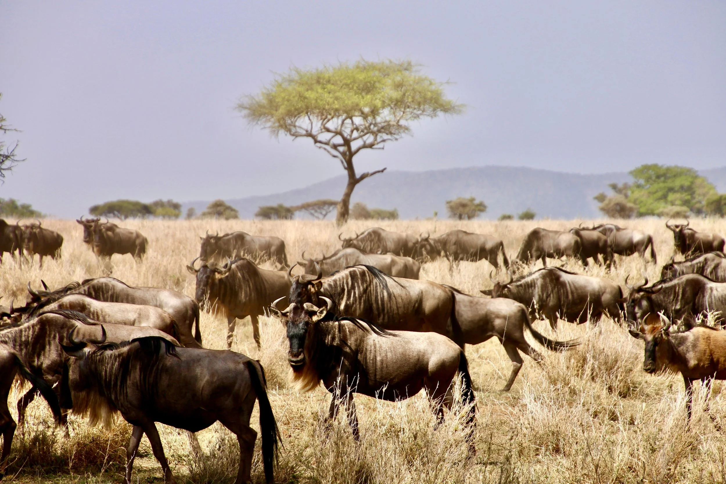 Serengeti, Tanzania