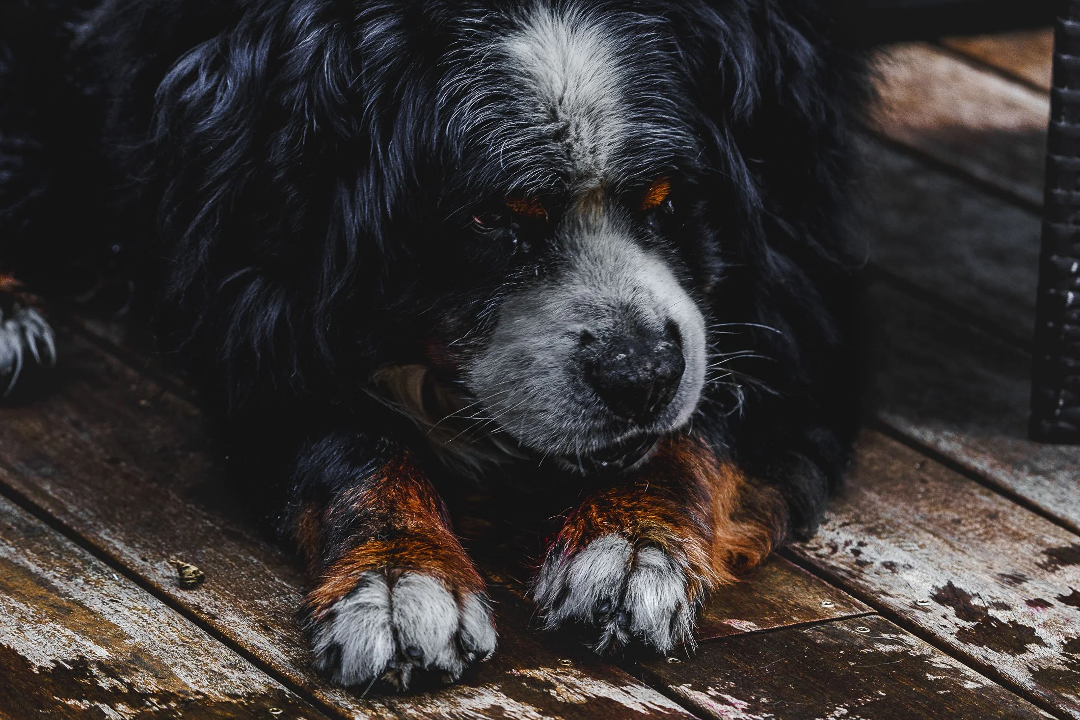 2024-09082024-A7305965-ⓒFrançois.Bureau Photographie.jpg