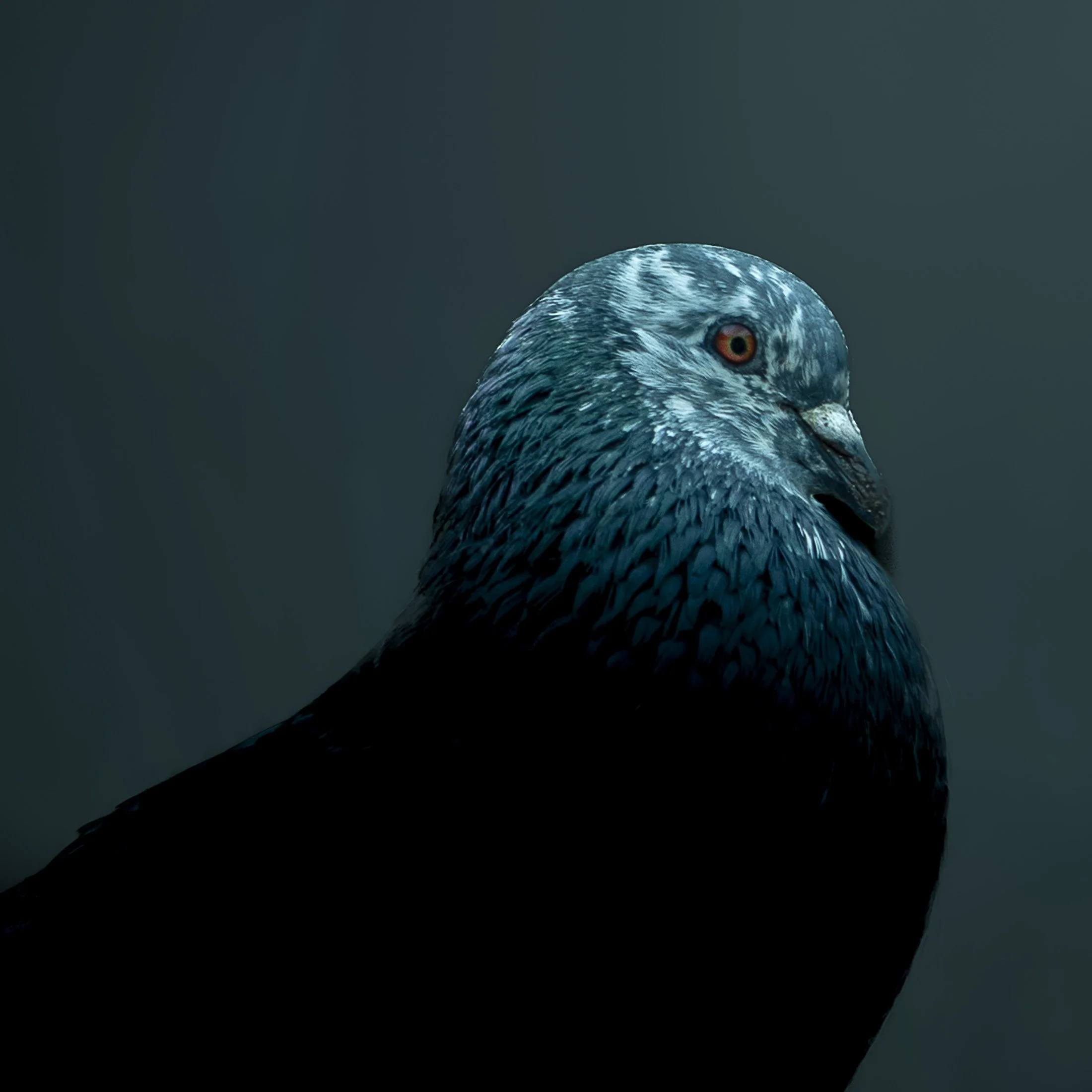 2023-François.Bureau-23-03-17-043-11-ⓒFrançois.Bureau Photographie.jpg