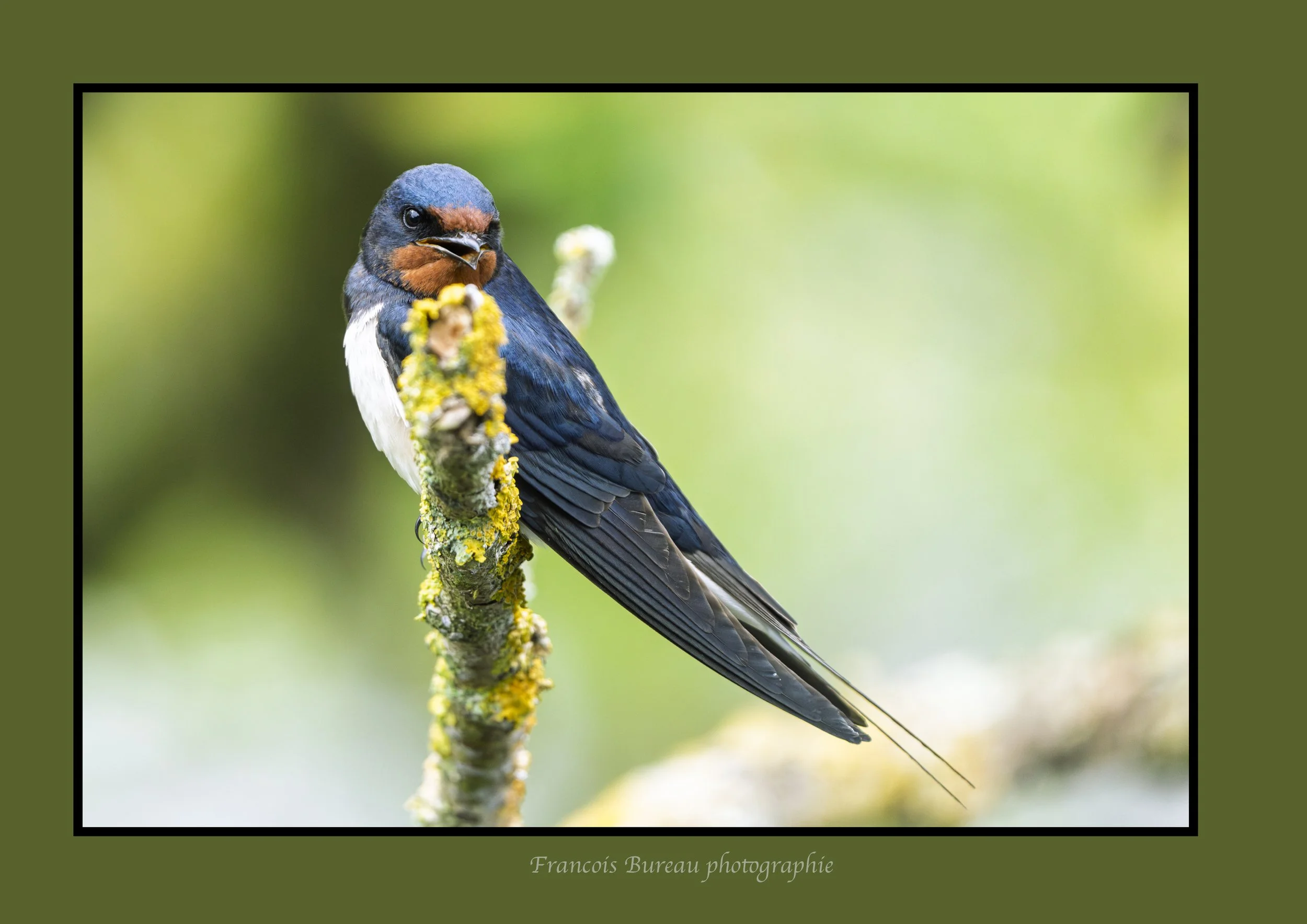 Hirondelle Rusique-Lac Du Der.jpg