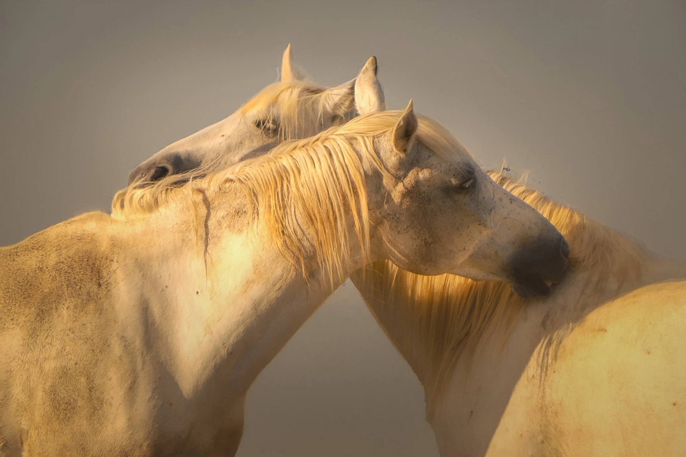 2024-21072024-A7303490-Modifier-ⓒFrançois.Bureau Photographie.jpg