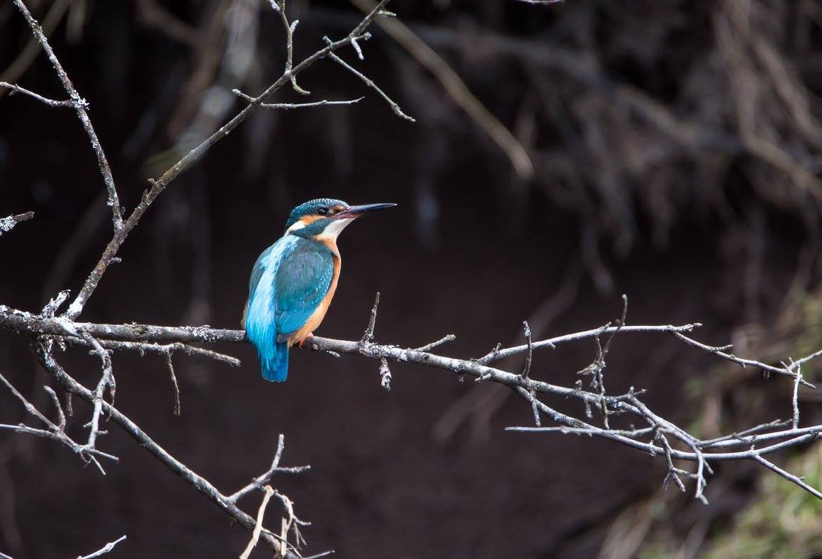 Jäälind Foto Virge  Võsujalg.jpg