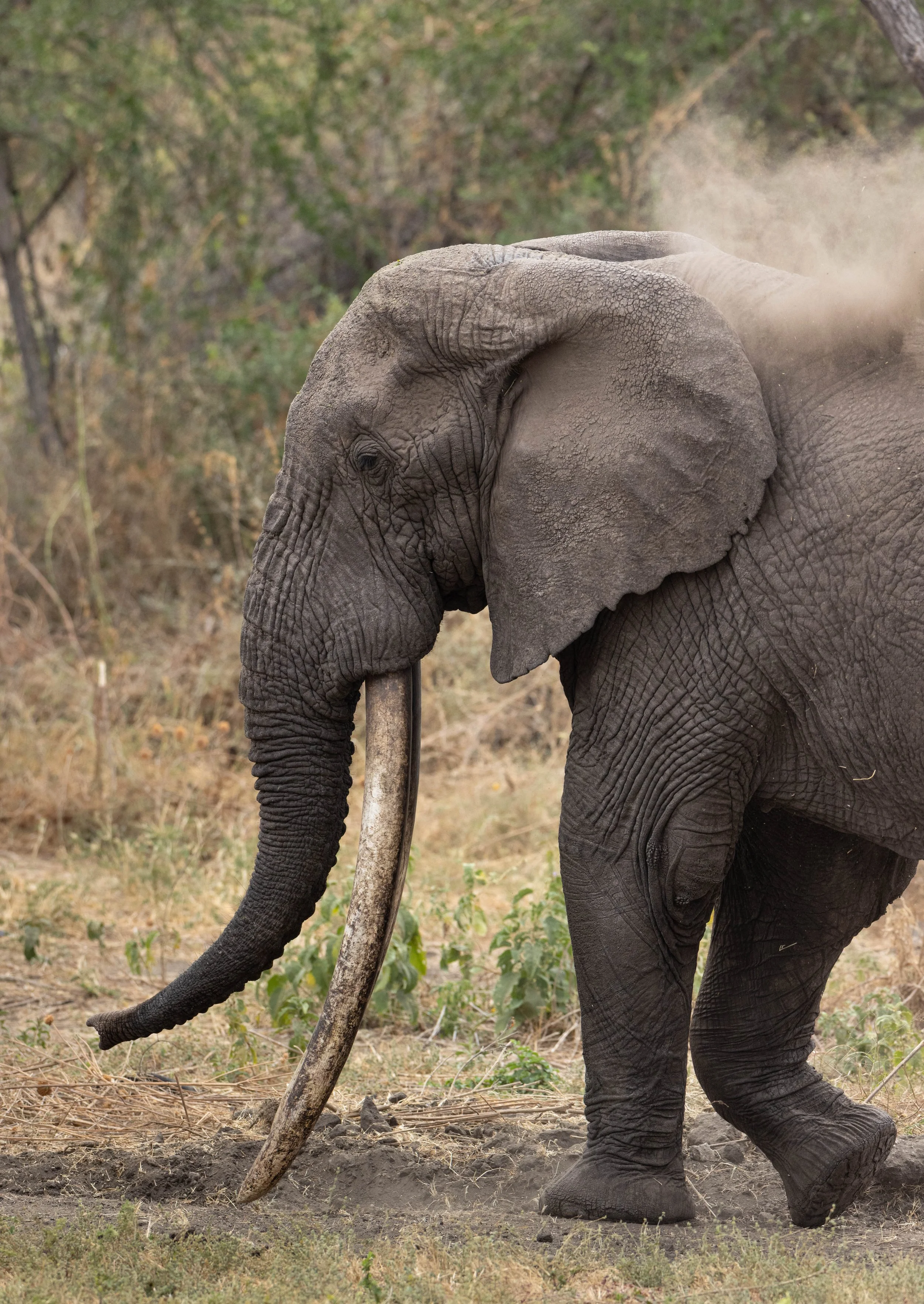 A large super tusker elephant walking through dry grass, kicking up dust, in Tarangire.