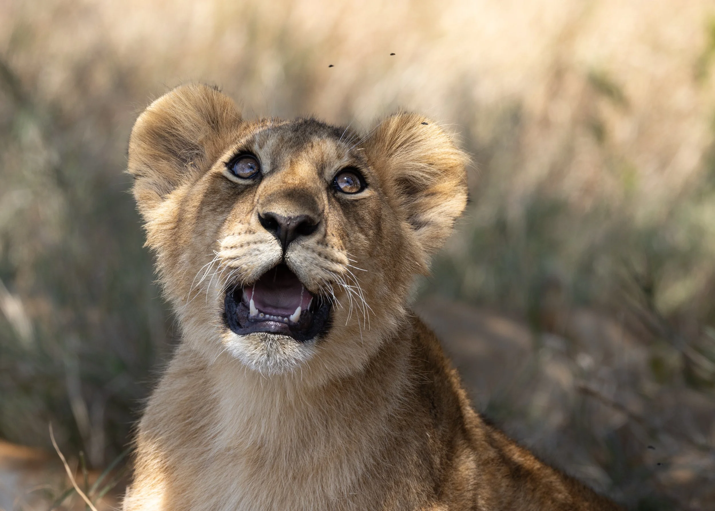 A young lioness looking upwards with open mouth, showing teeth, in a natural grassy habitat.