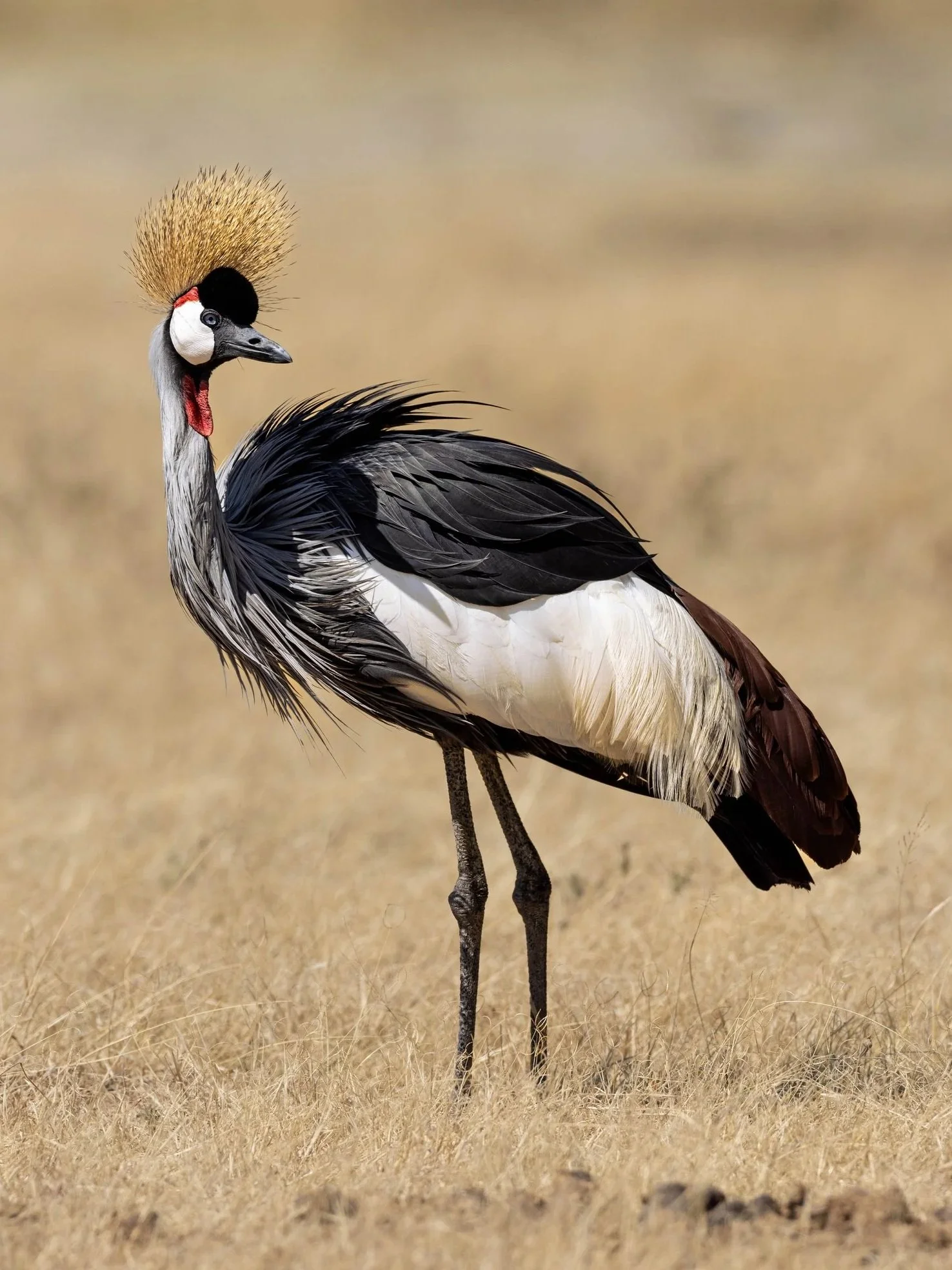 Two red-crowned cranes standing on dry grass.