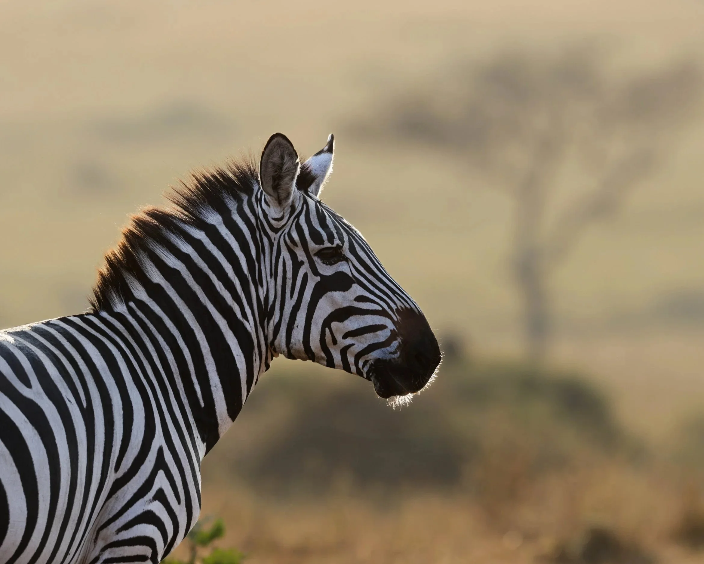 A zebra standing in a savannah landscape with a blurred background of trees and grass.