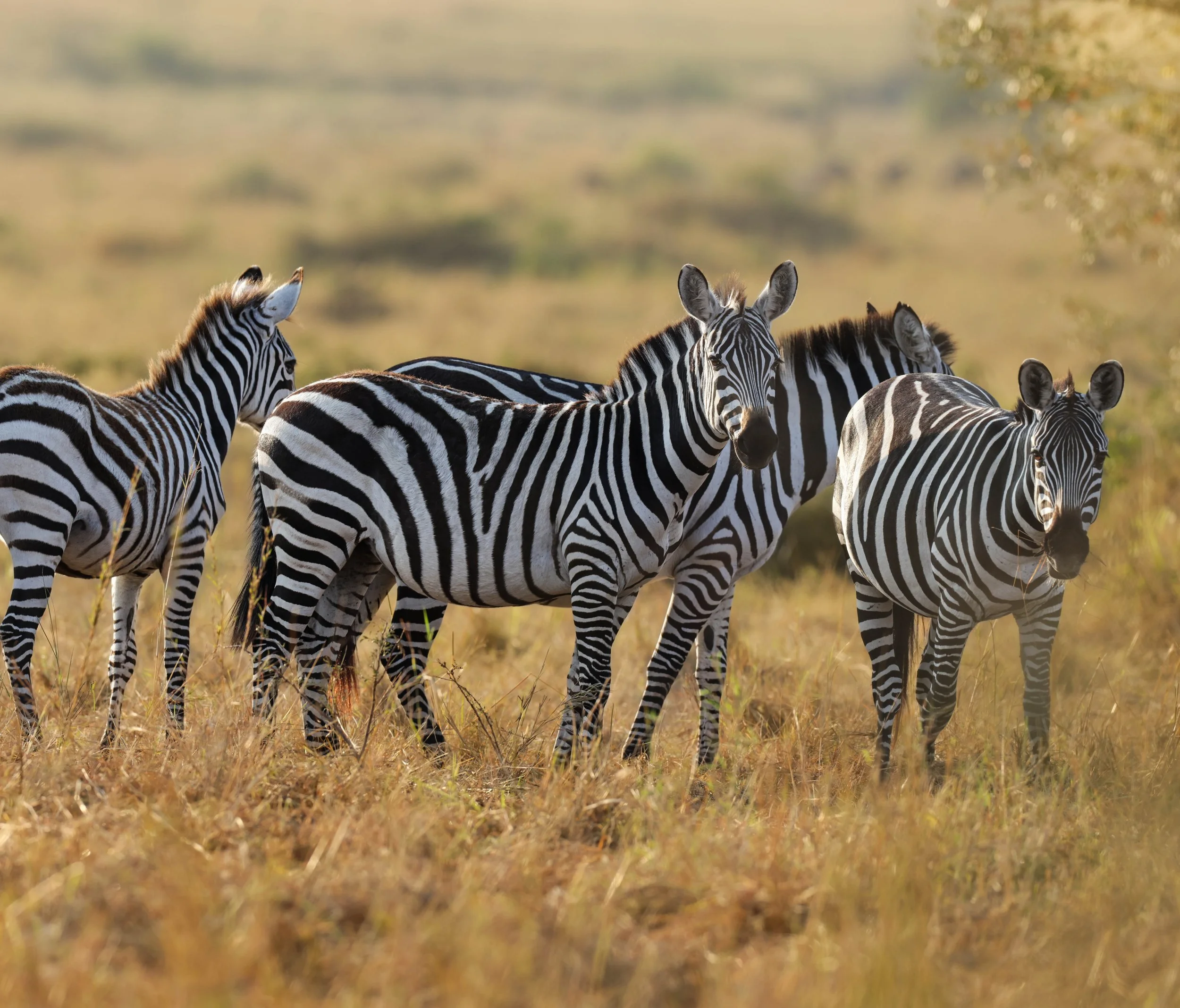 How Much Does It Cost to Stay in the Serengeti? A Complete Breakdown of Fees and Expenses