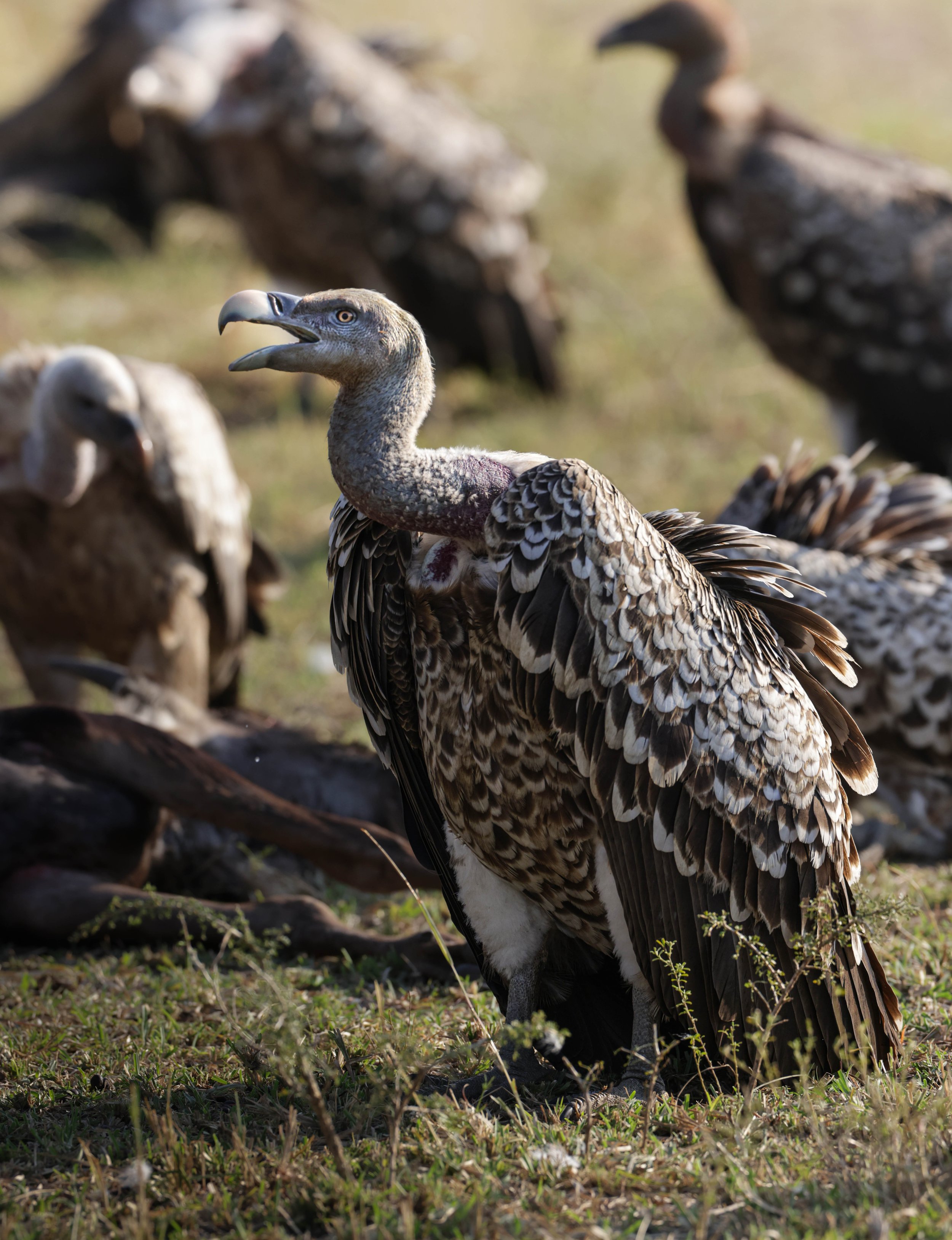 A group of vultures on the ground, with one in the center spreading its wings and looking to the side.