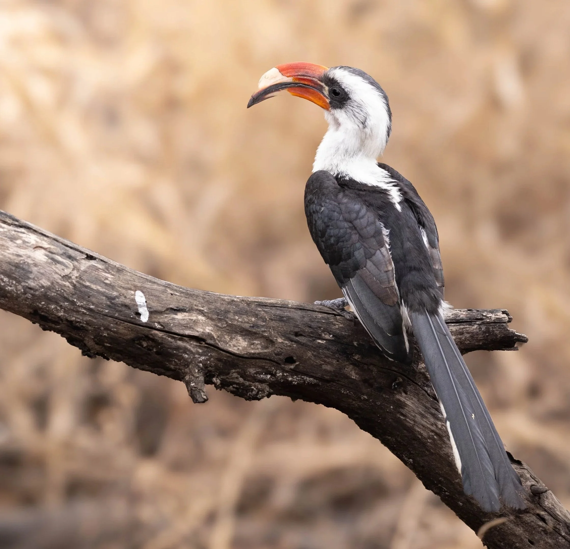 A hornbill bird perched on a weathered wooden branch, with beige blurred background.
